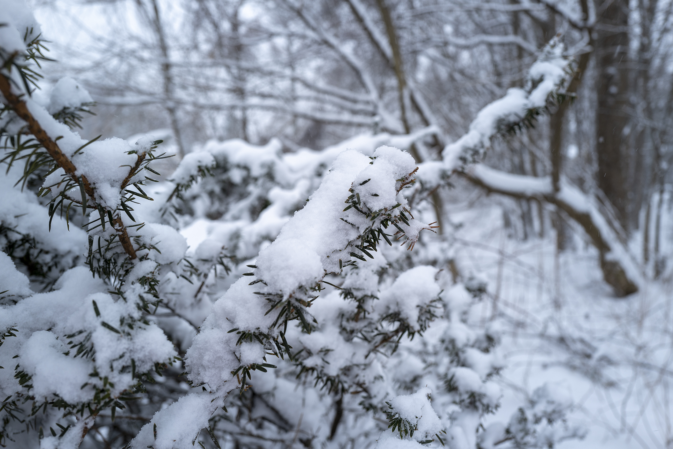 snow43.jpg