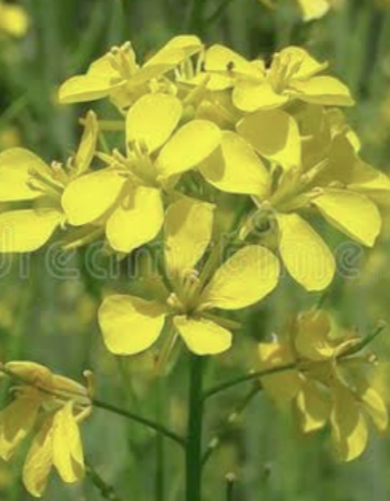 IMG_20210425_135145.png