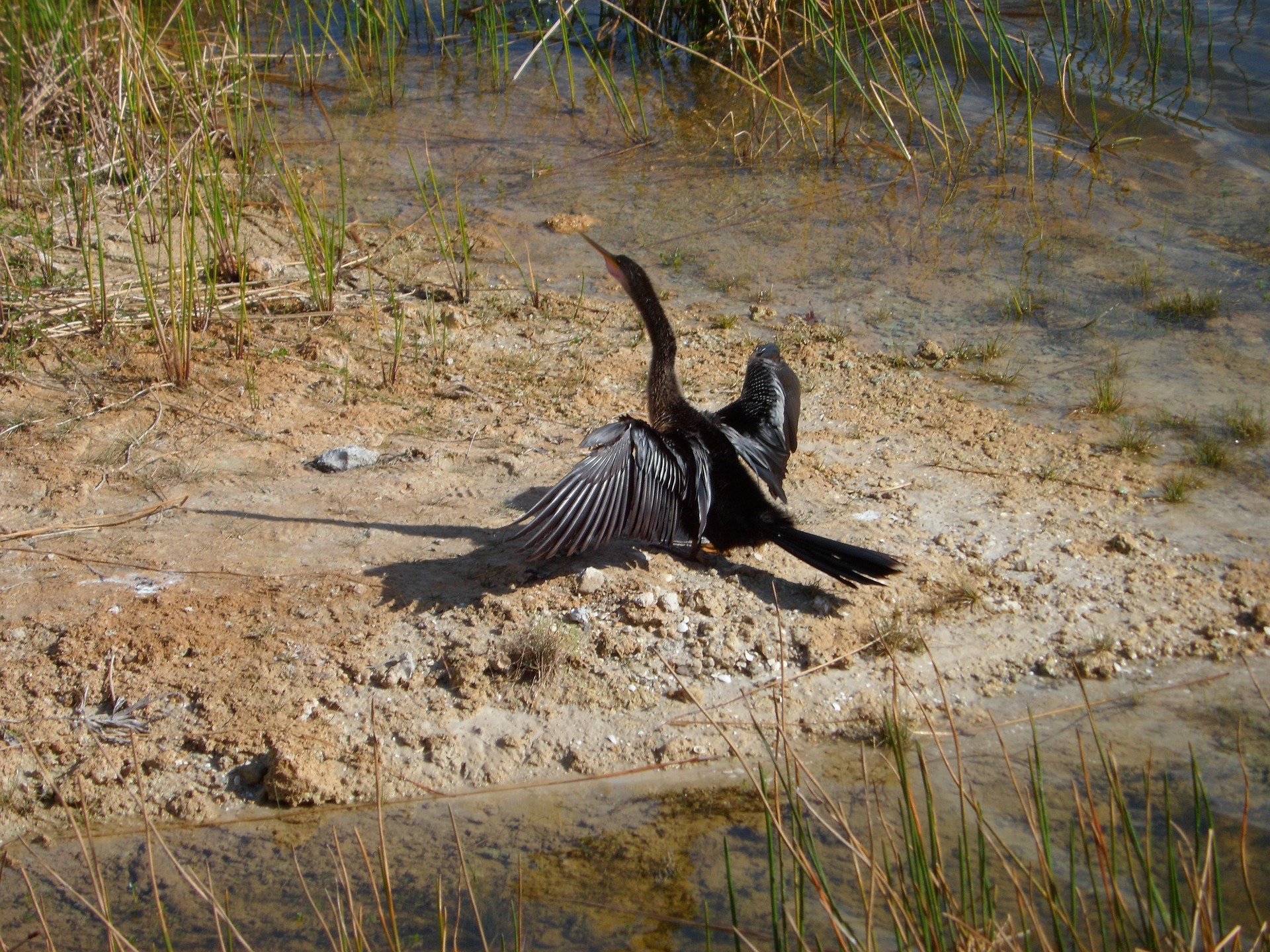 anhinga-2125934_1920.jpg