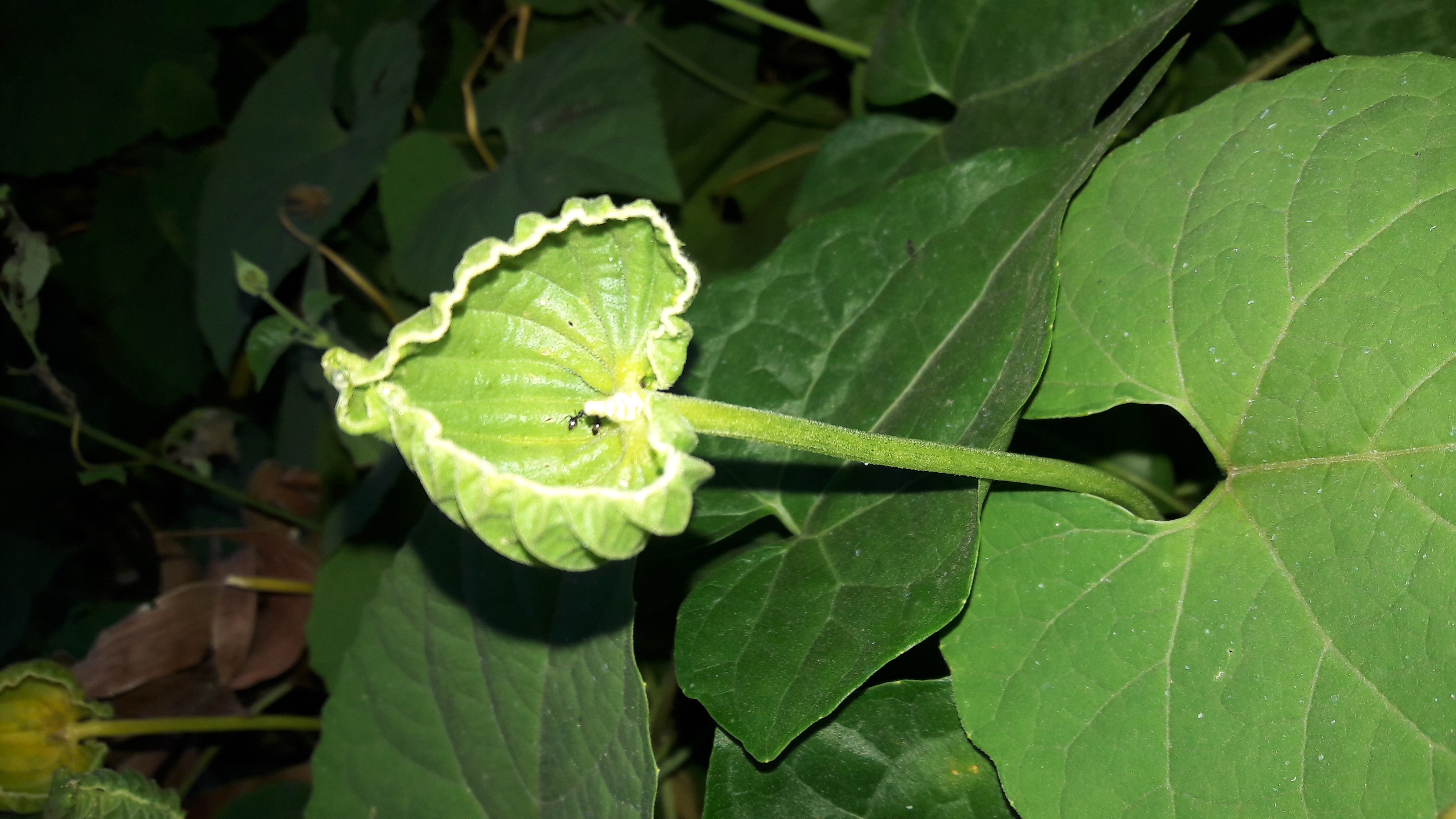 20180916_175749.jpg