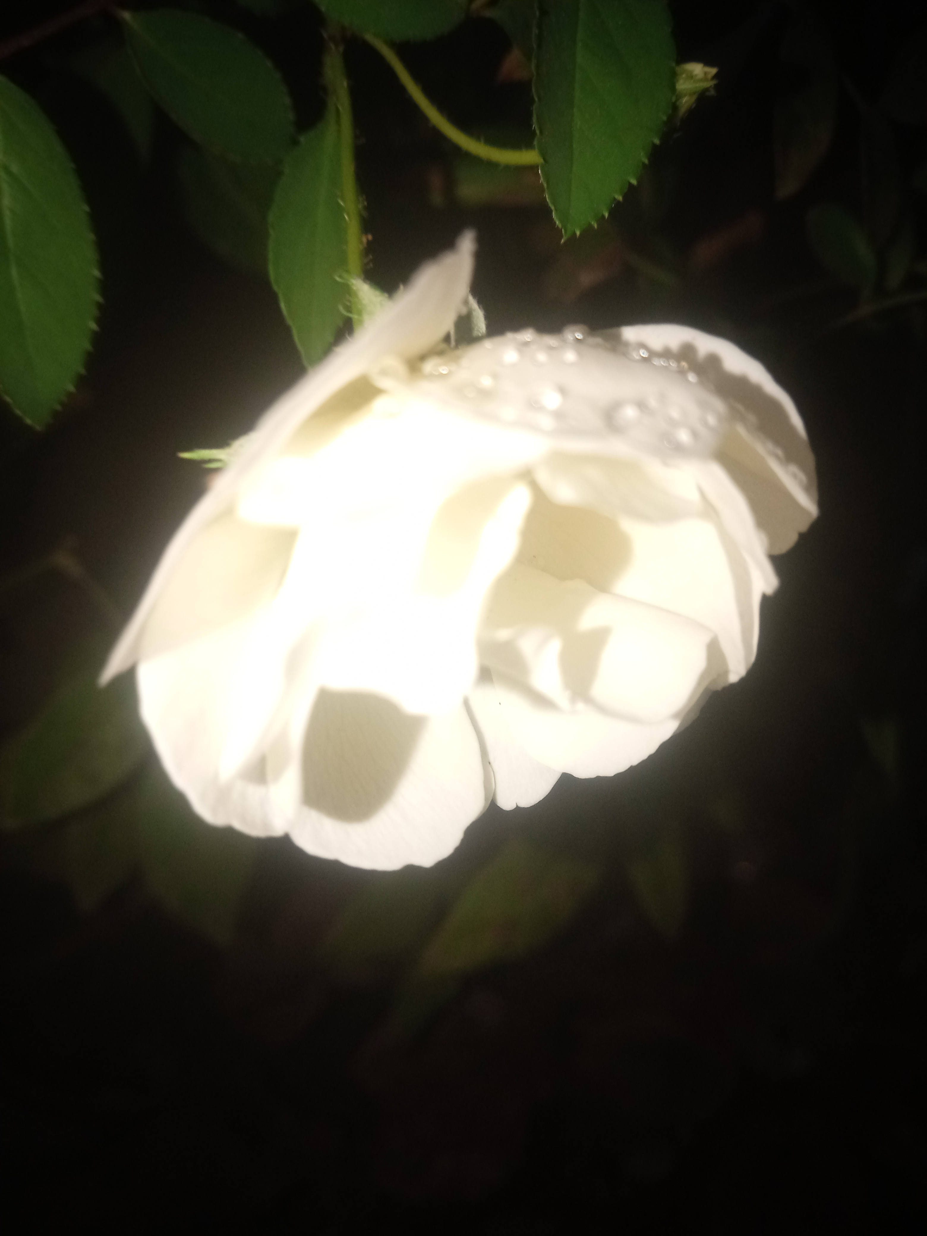 IMG20210626195700.jpg