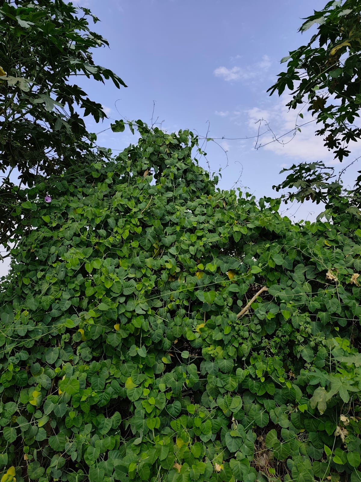 696b620f-468e-4b34-b302-641dfccf2ee9.jpeg