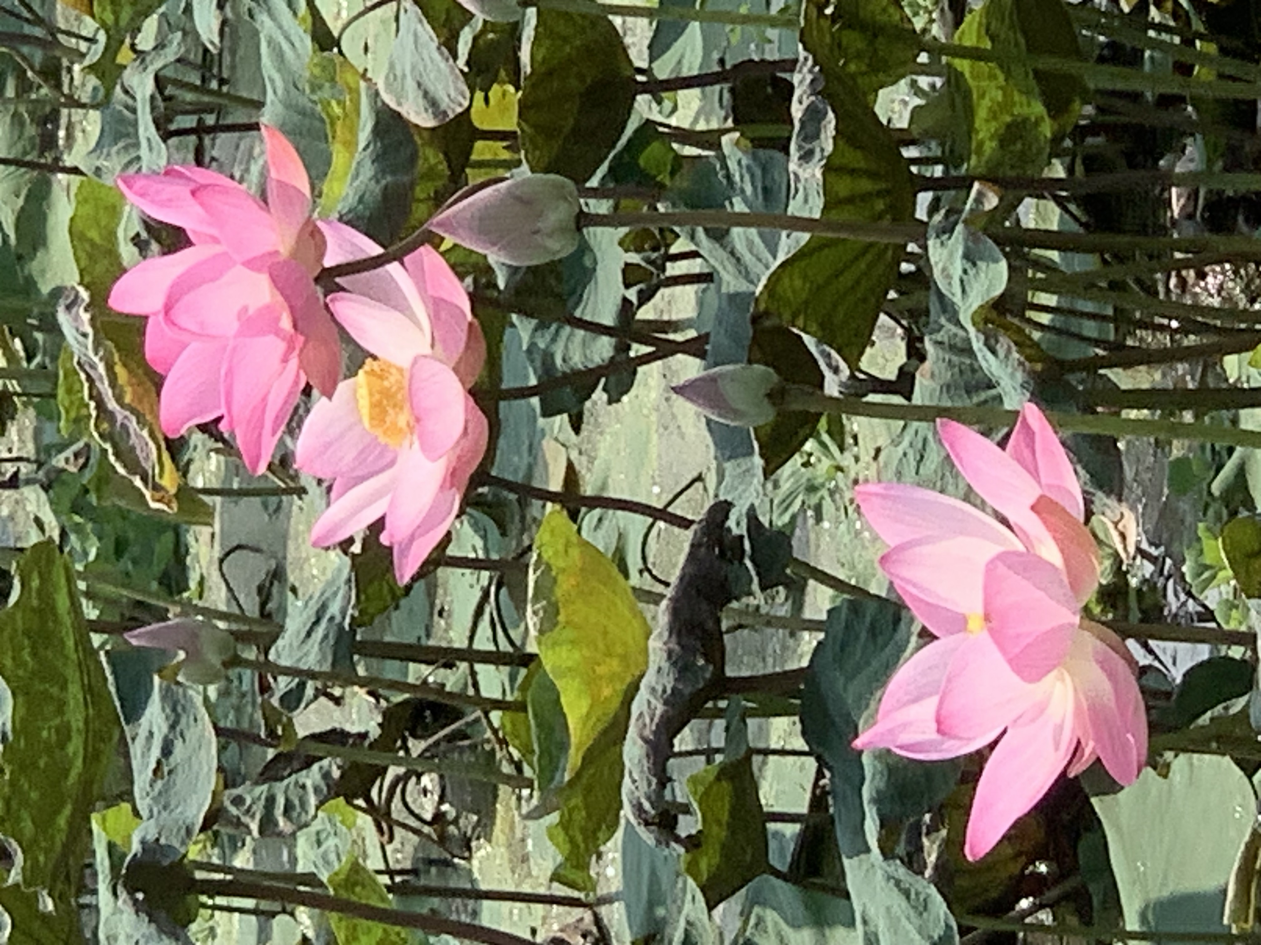 Lotus Pond3.jpg