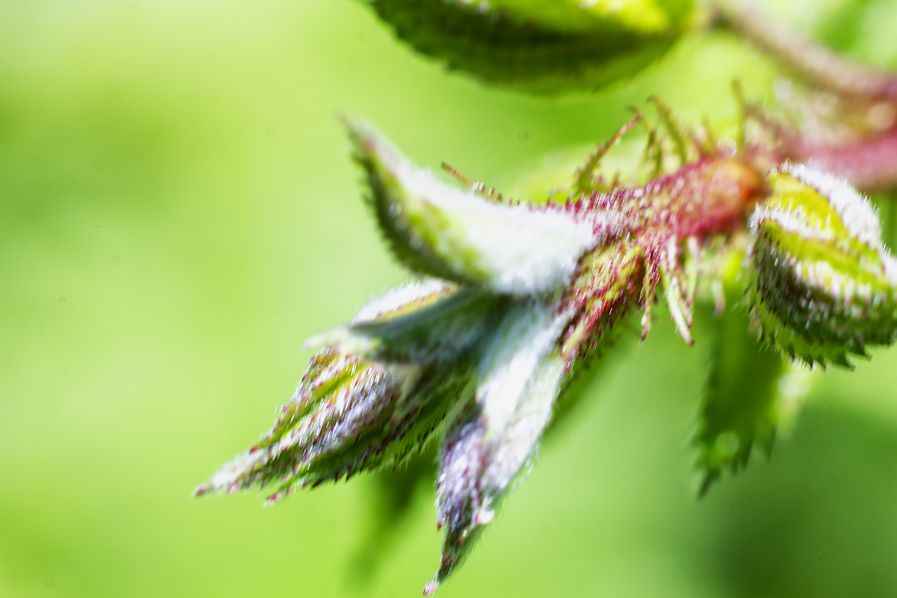 Bud.jpg