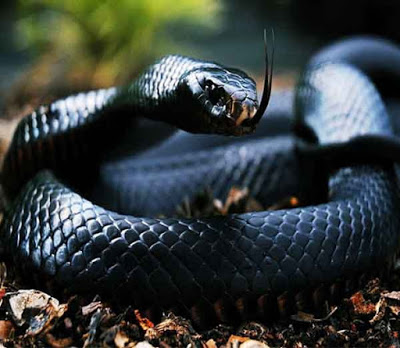 black_1438689037-1.jpg