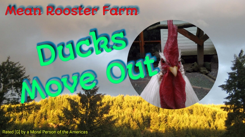 DucksMoveOut.jpg