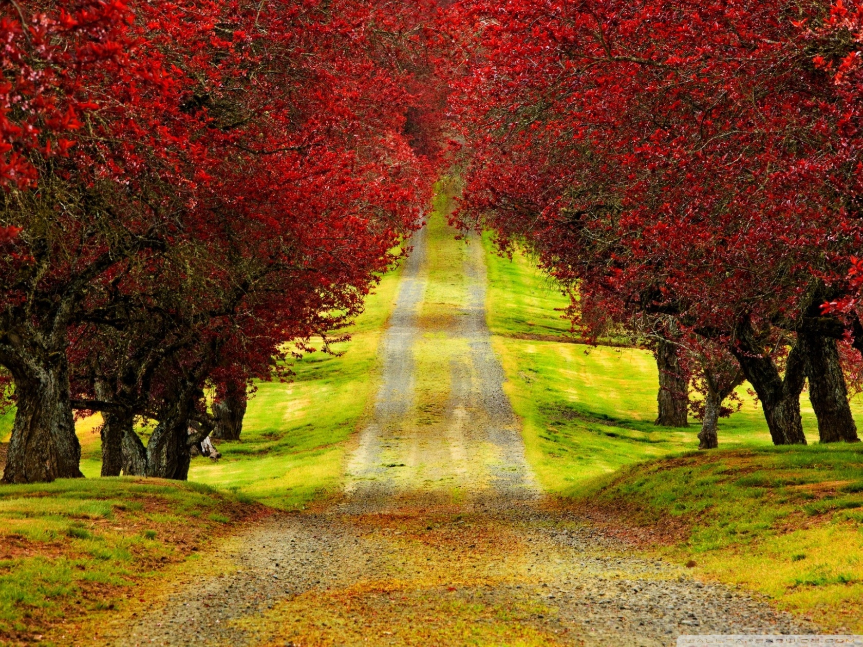Road and trees wallpaper 7.jpg