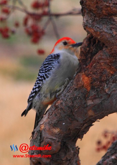 Red-Bellied Woodpecker PFW45.jpg