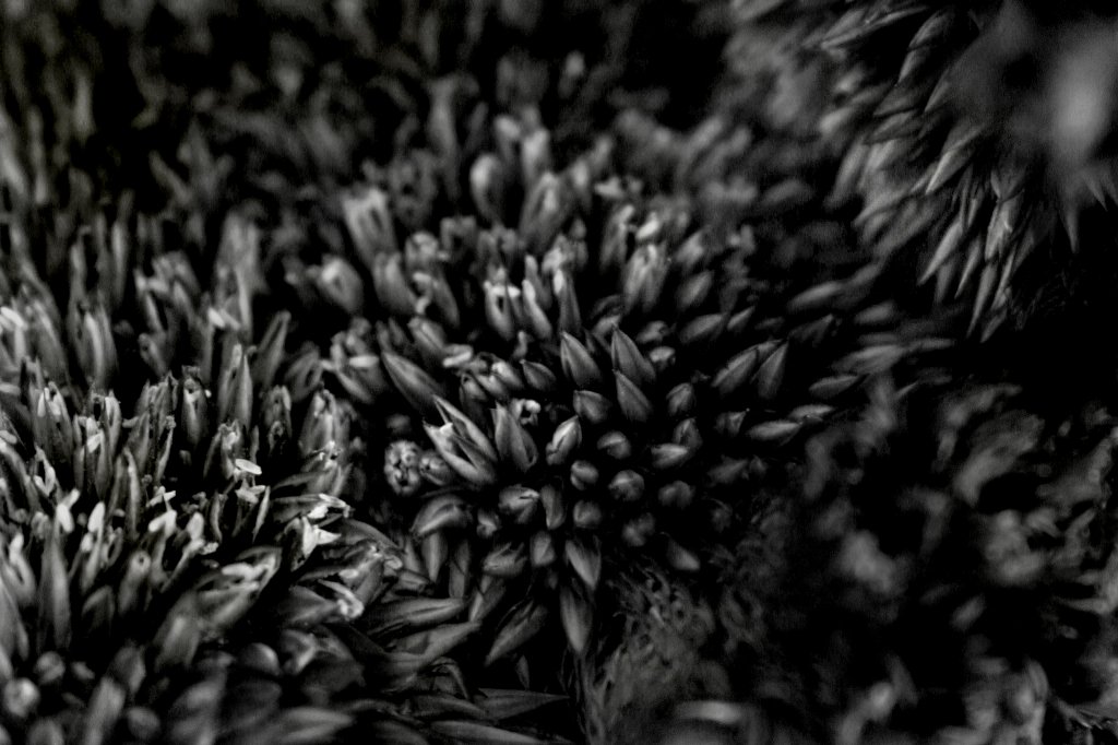 luca brogi fiore 00480_2.jpg