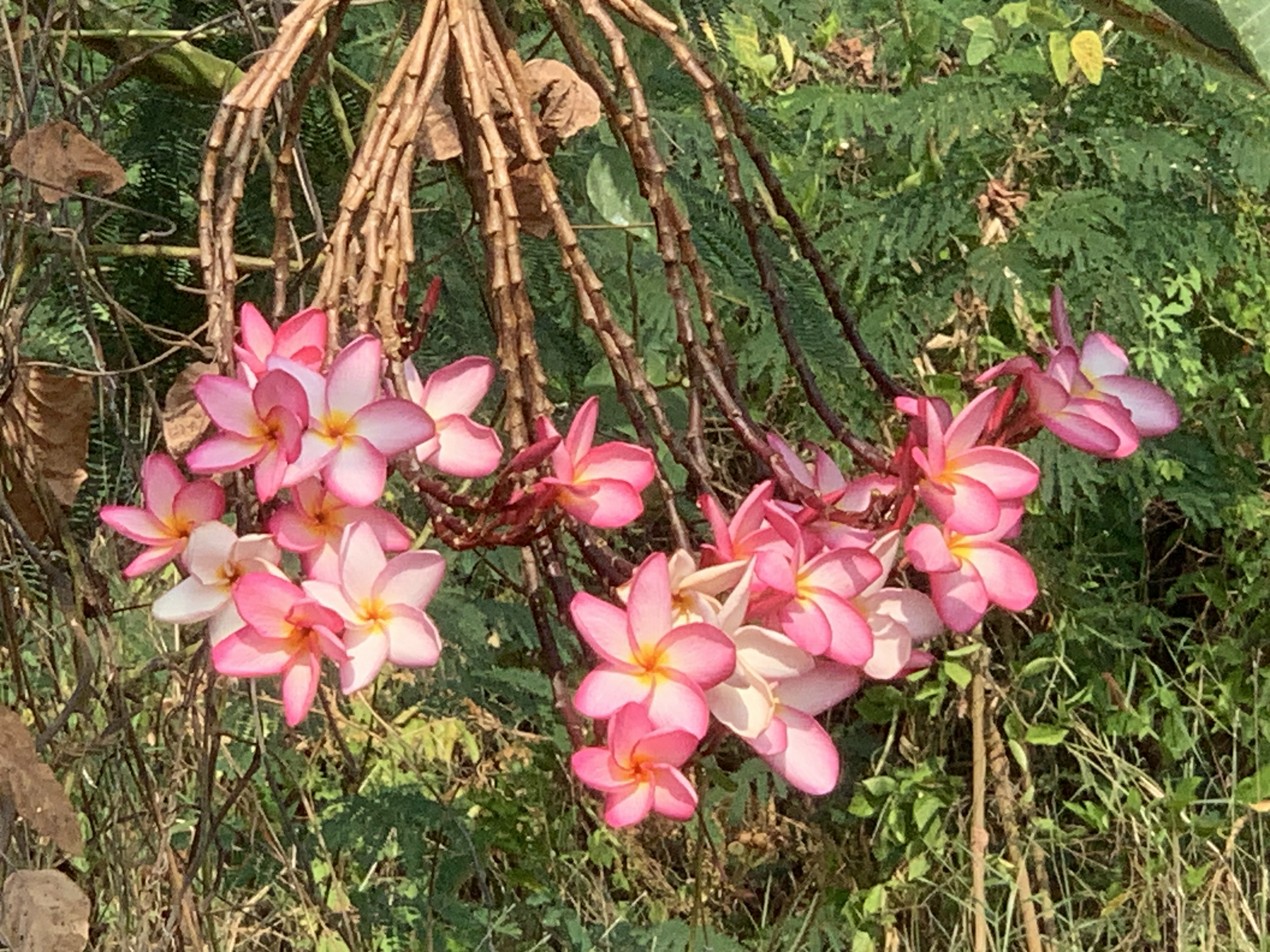 Beautiful flowers3.jpg