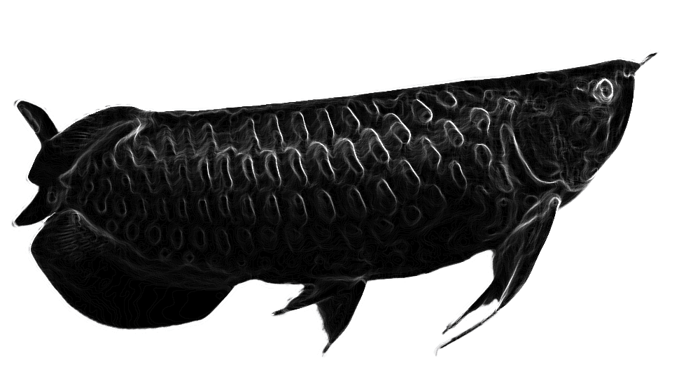 Poisson Gif Transparent Fishing Rod Animated Icon Free Download