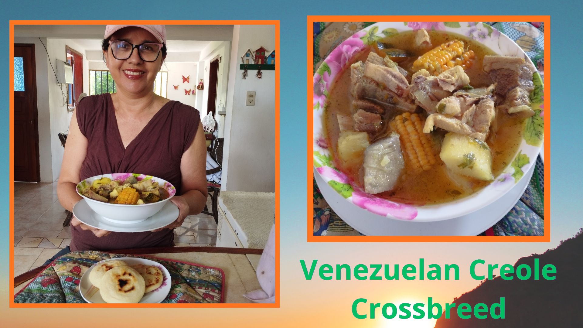 Venezuelan Creole Crossbreed.jpg