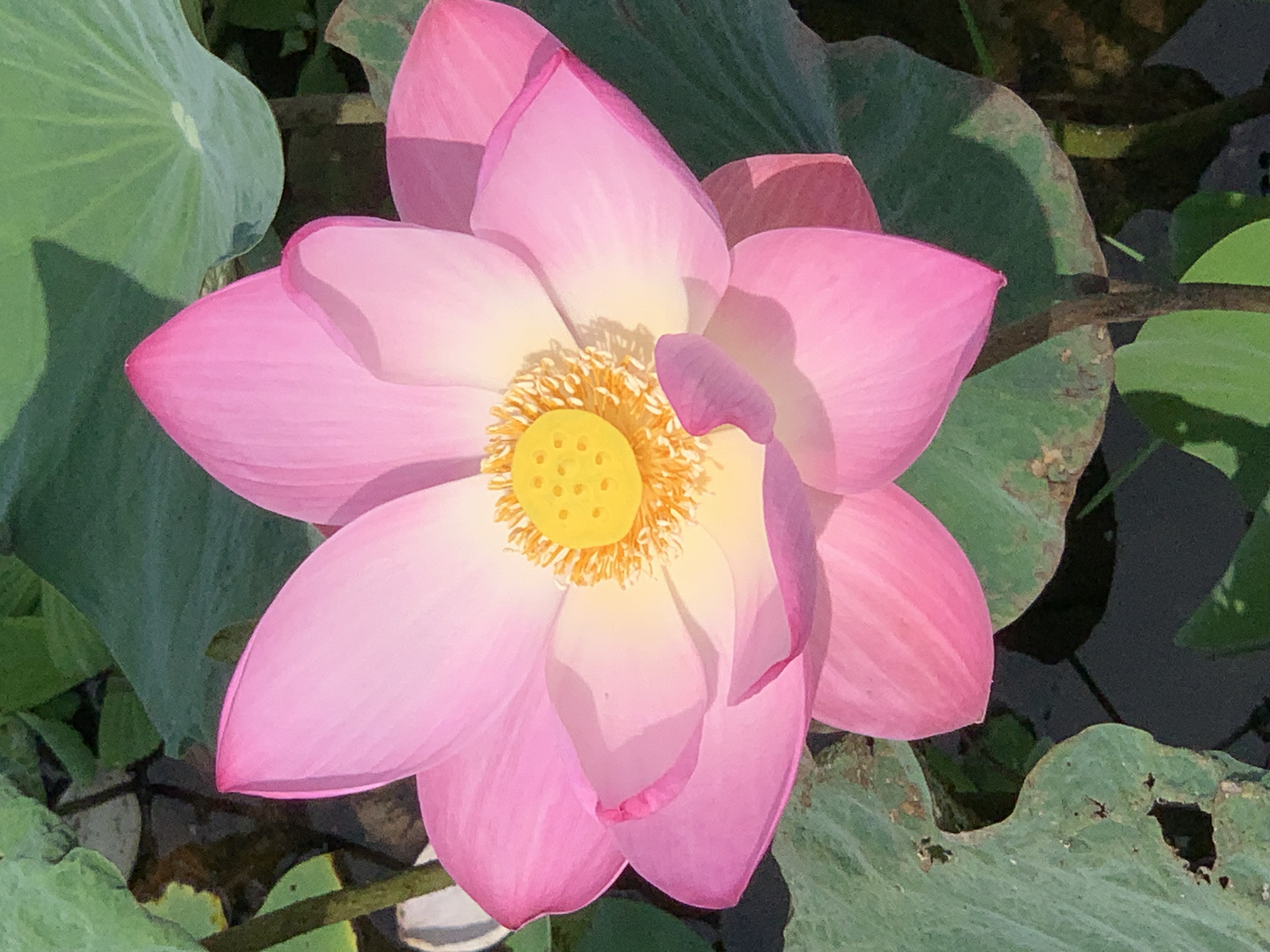 Lotus Pond13.jpg