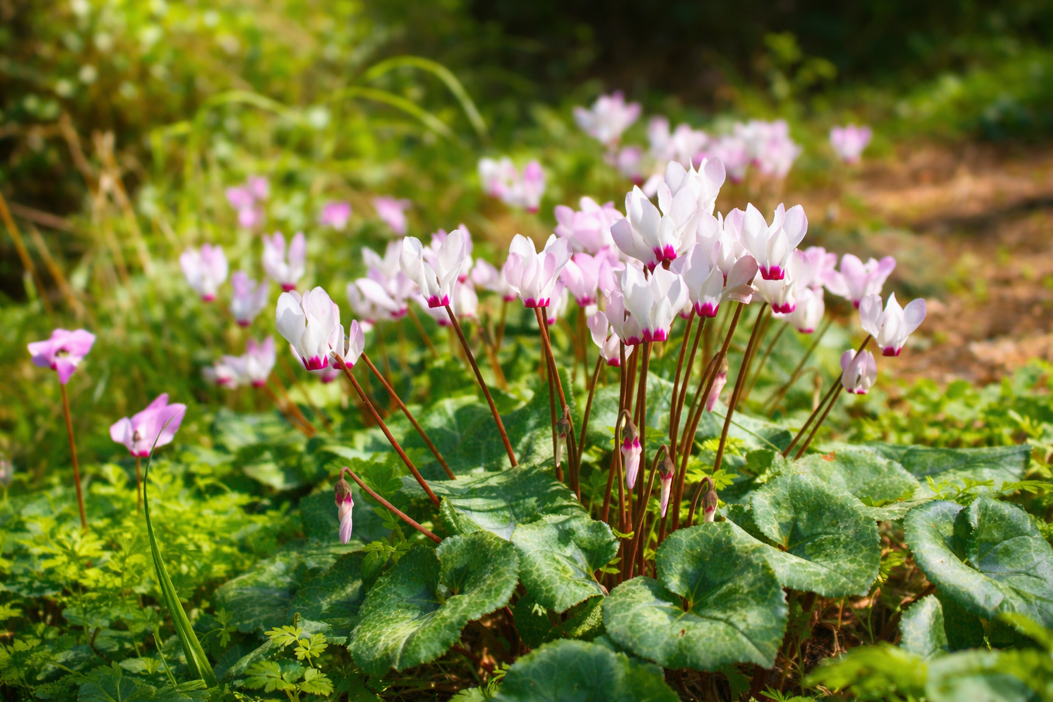 Cyclamen