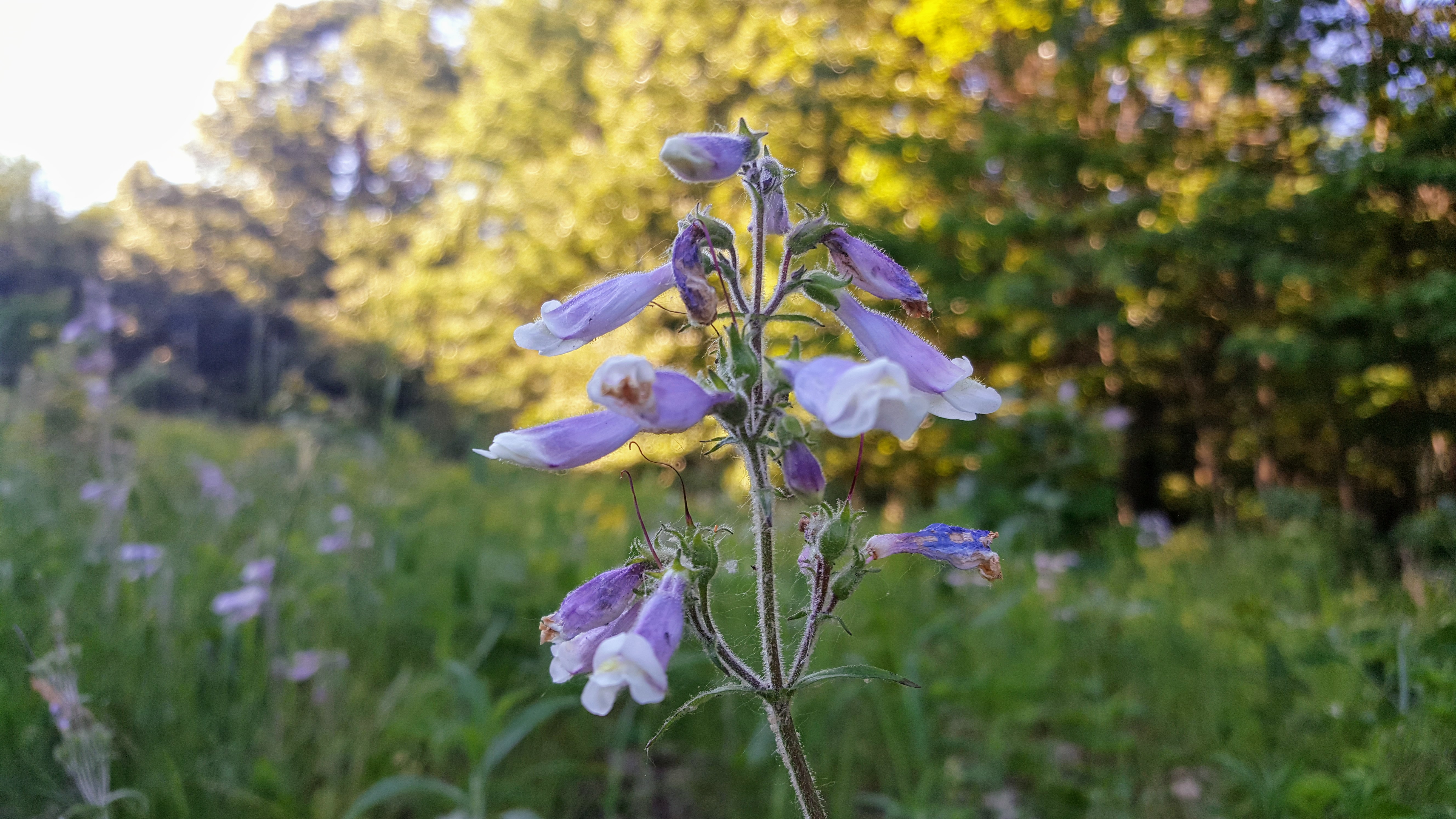 20180605_190100.jpg