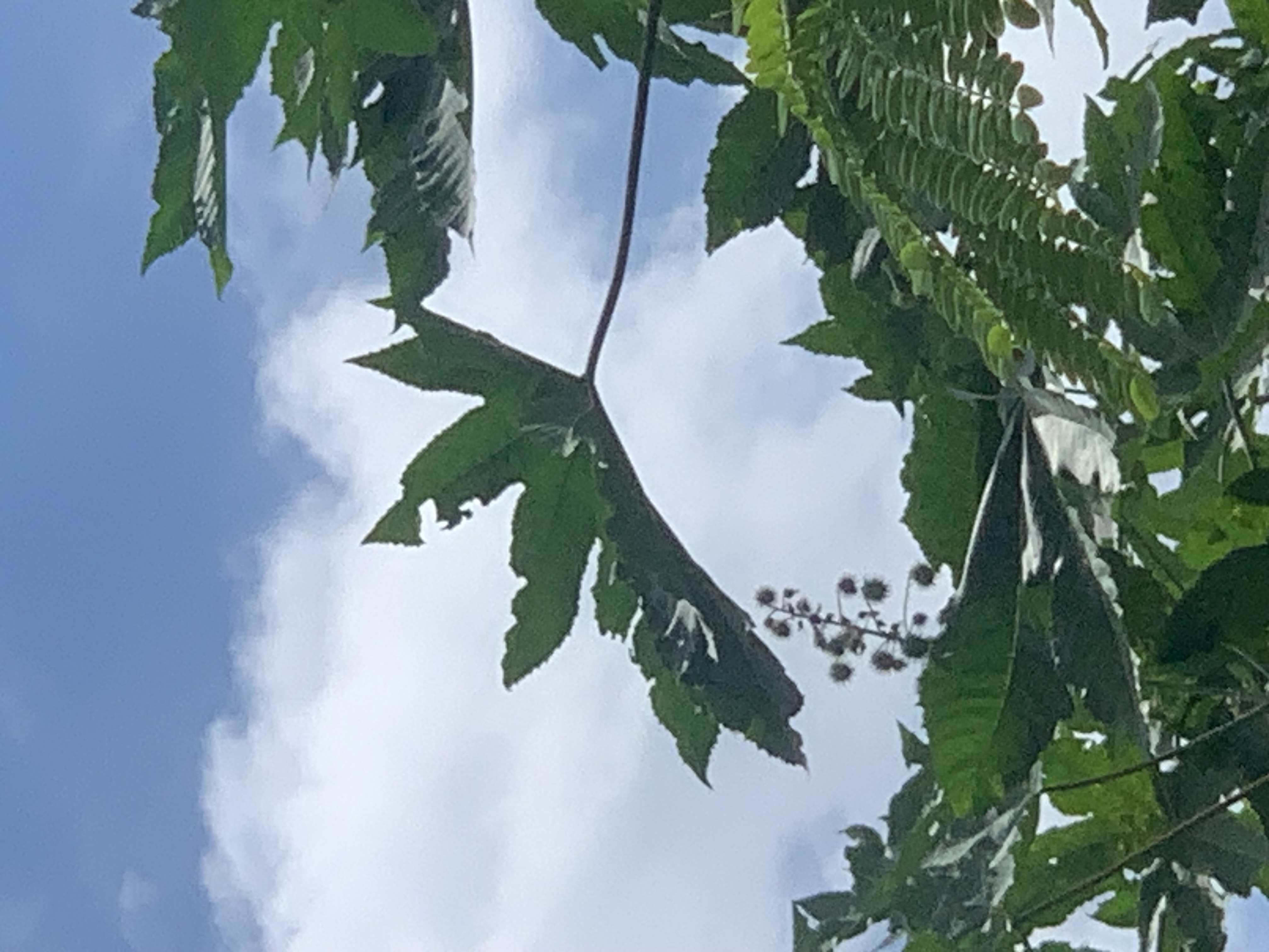 nature604.jpg