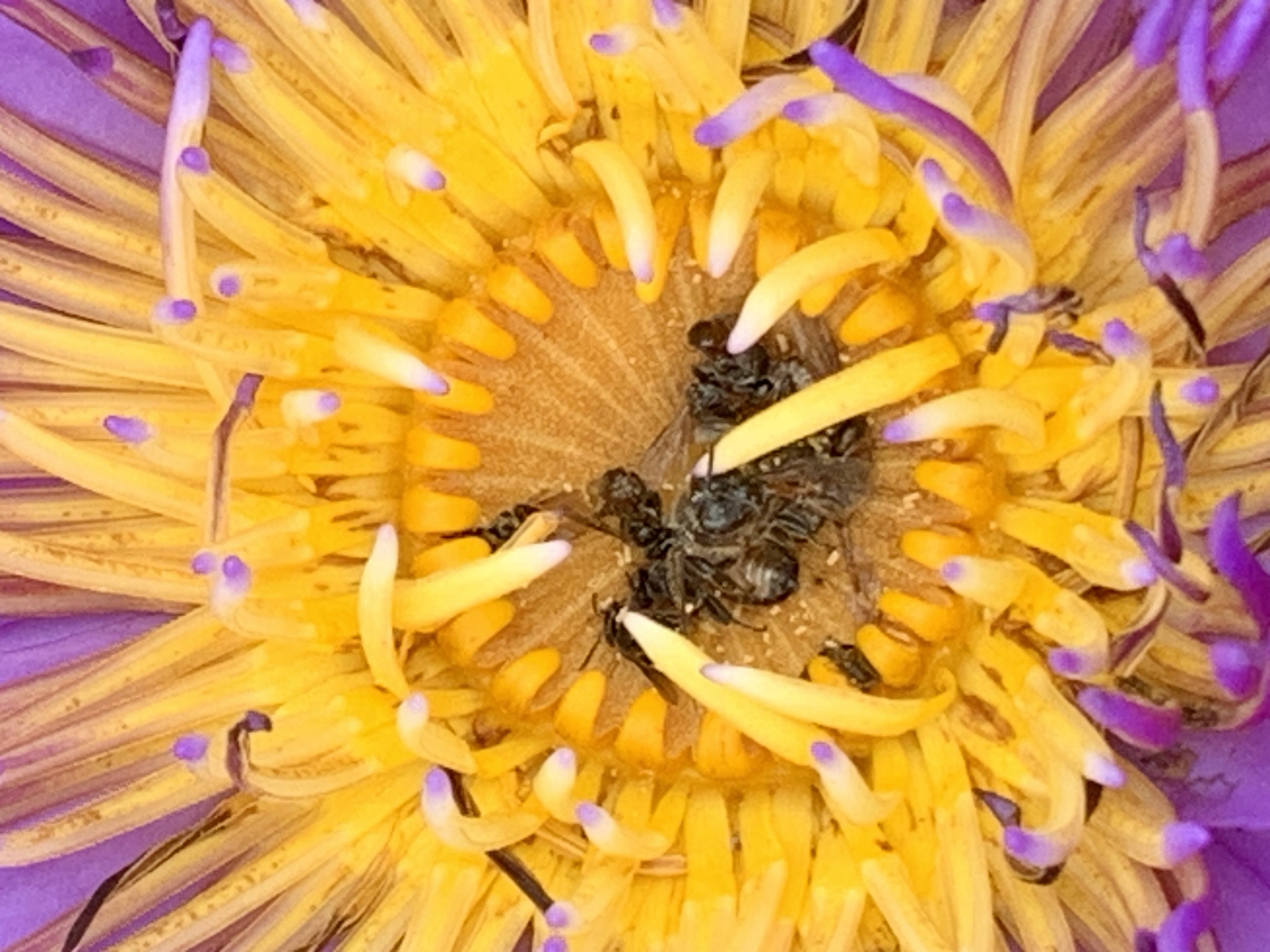 lotus flower19.jpg