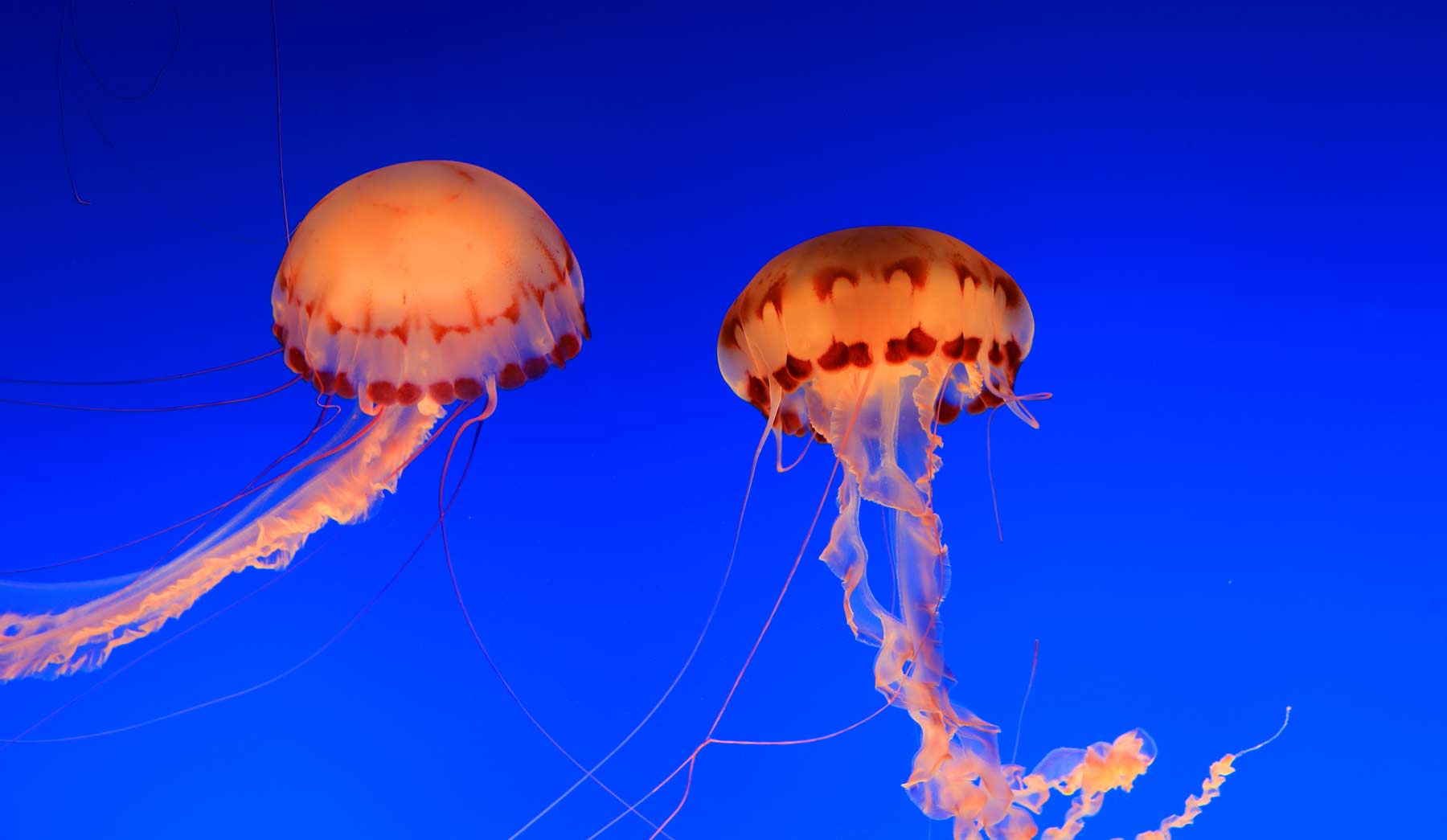 Aquarium-YellyFish-05.jpg