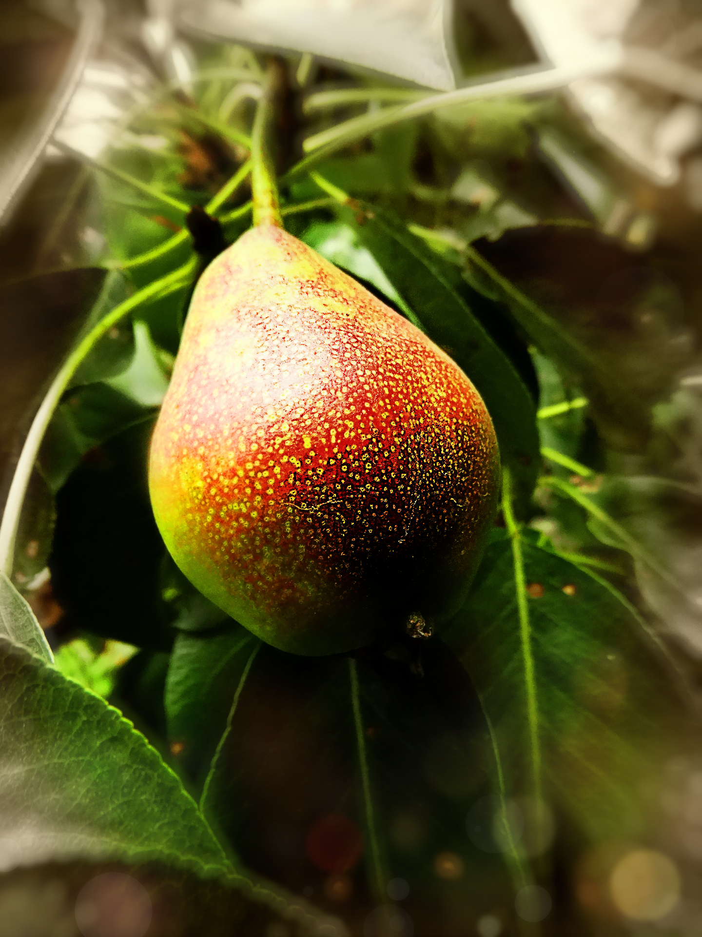 1frDSC08235.png