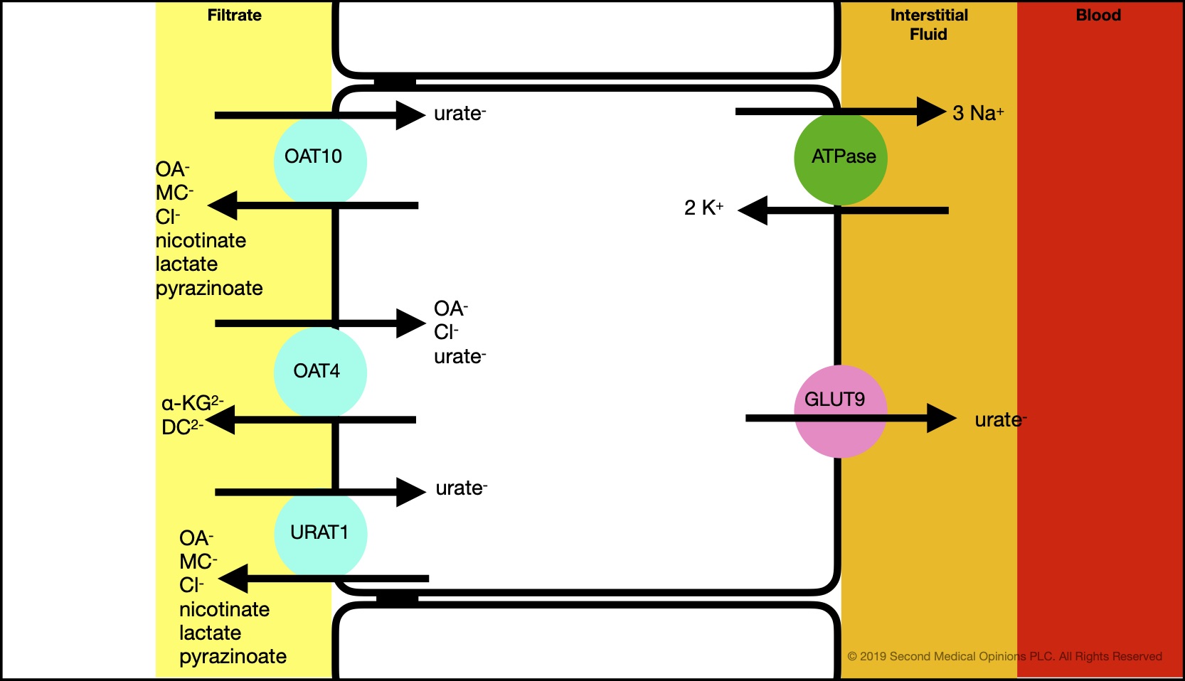 Picture Steemit Tubular Cell Transport Uric Acid S1.jpg