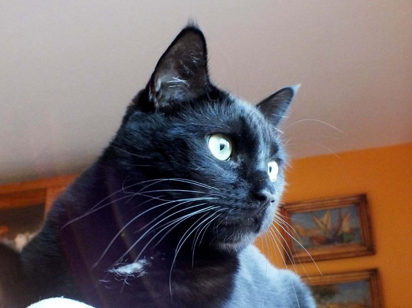 CC0256-CreativeCat4.jpg