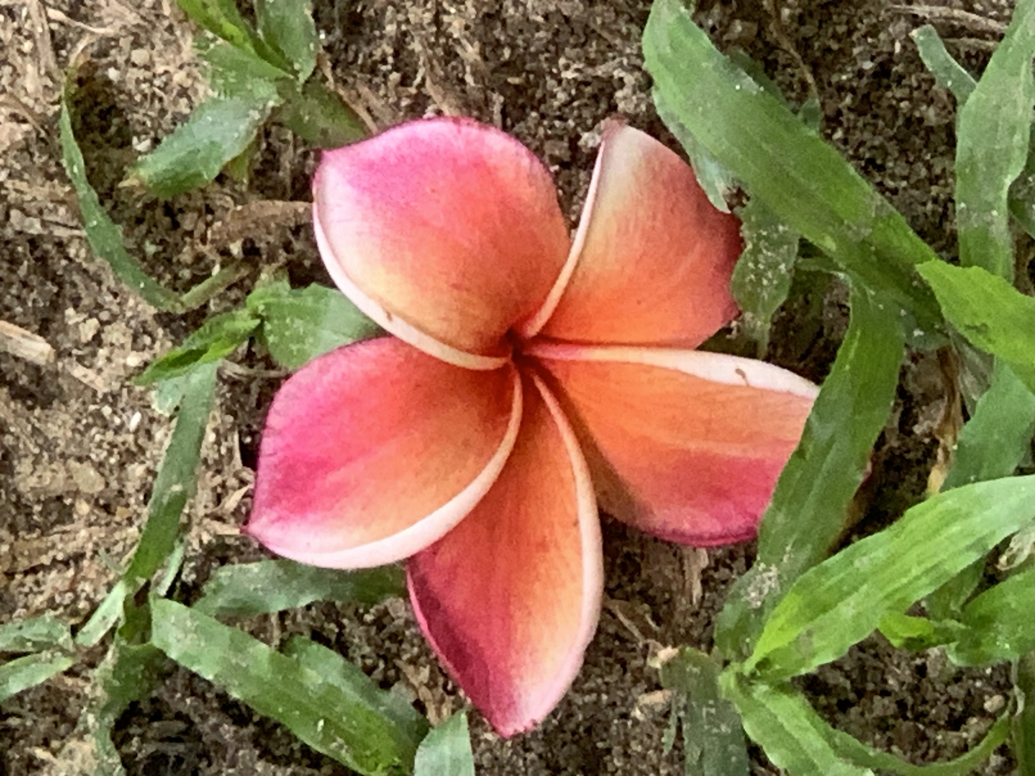 flower300.jpg