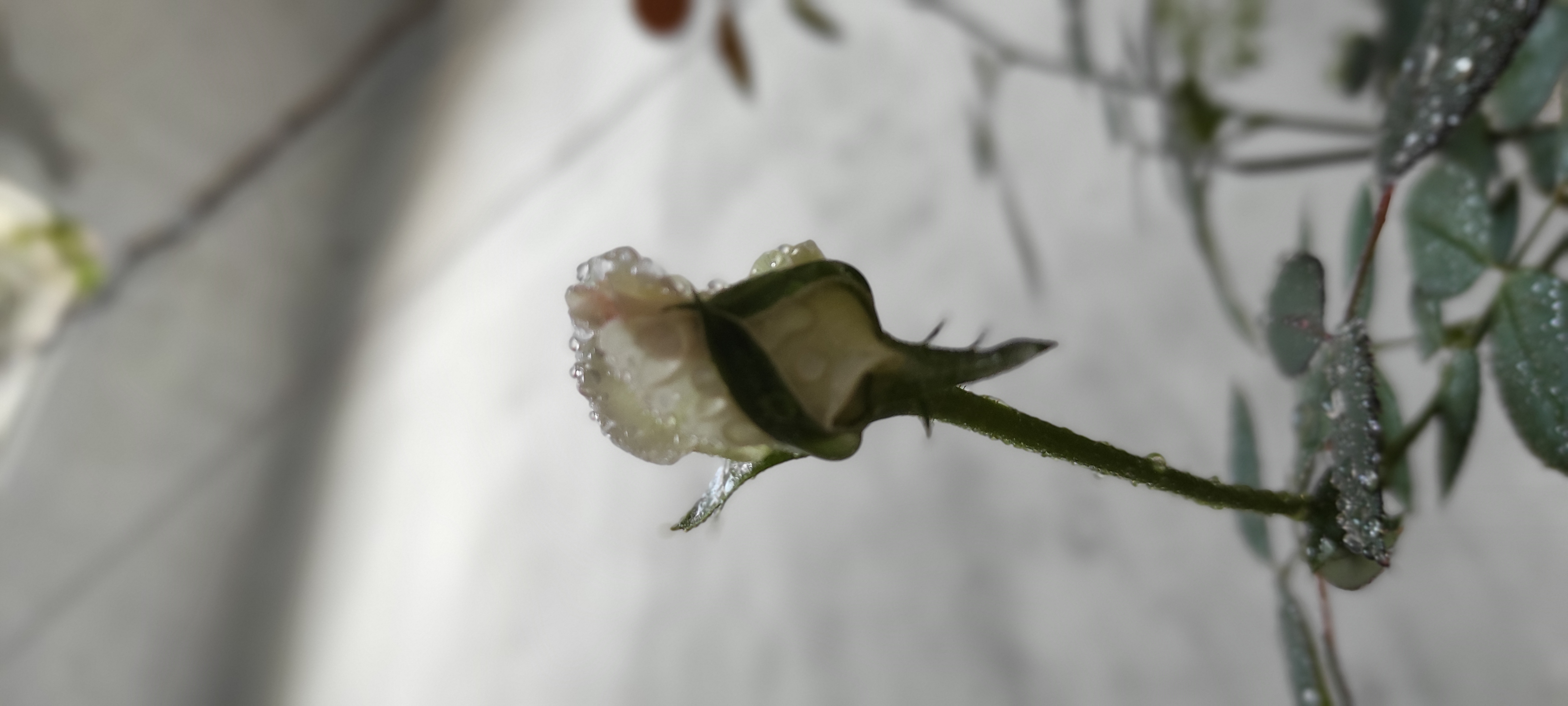IMG_20210520_182841.jpg