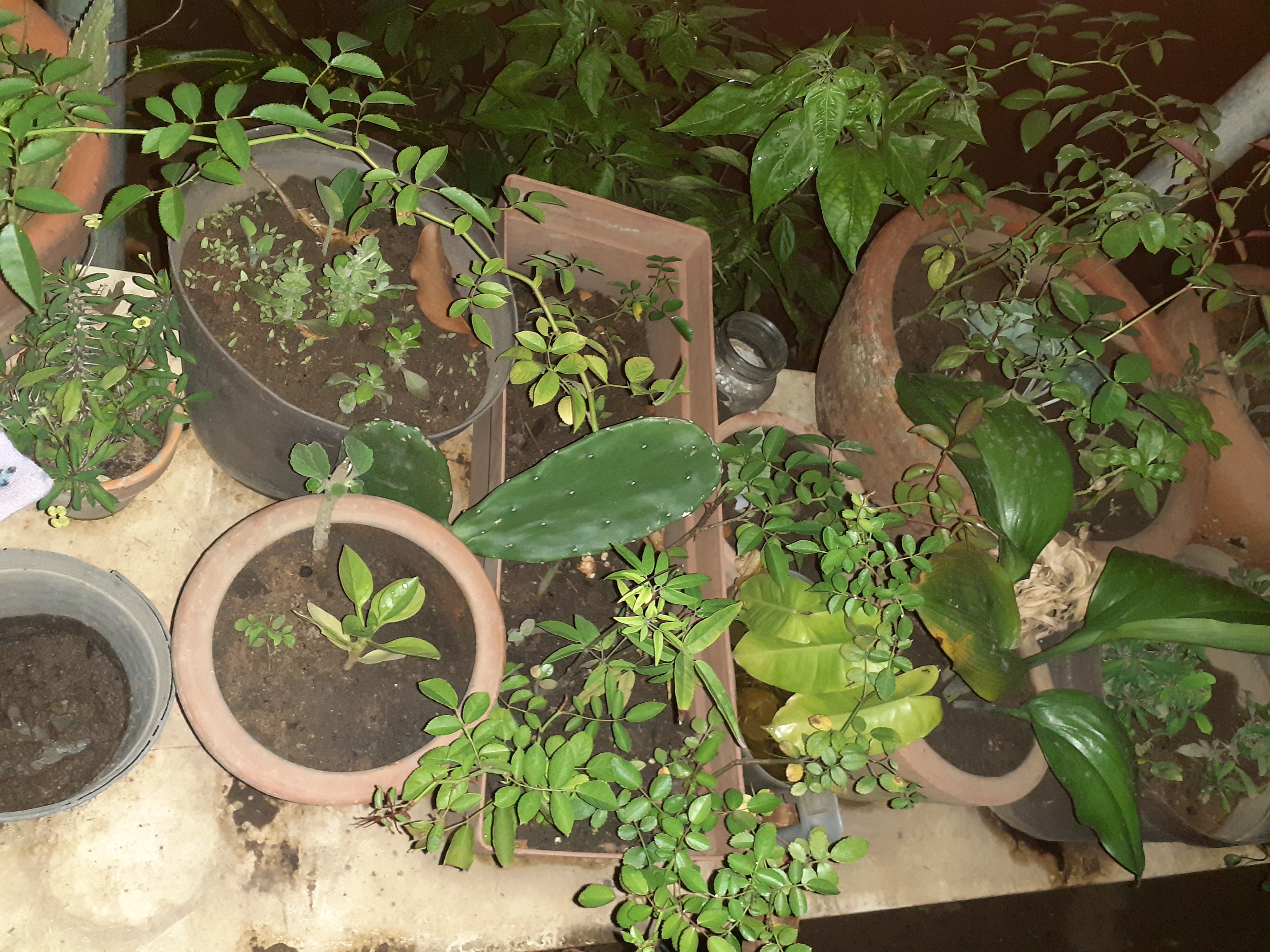 20210508_204943.jpg