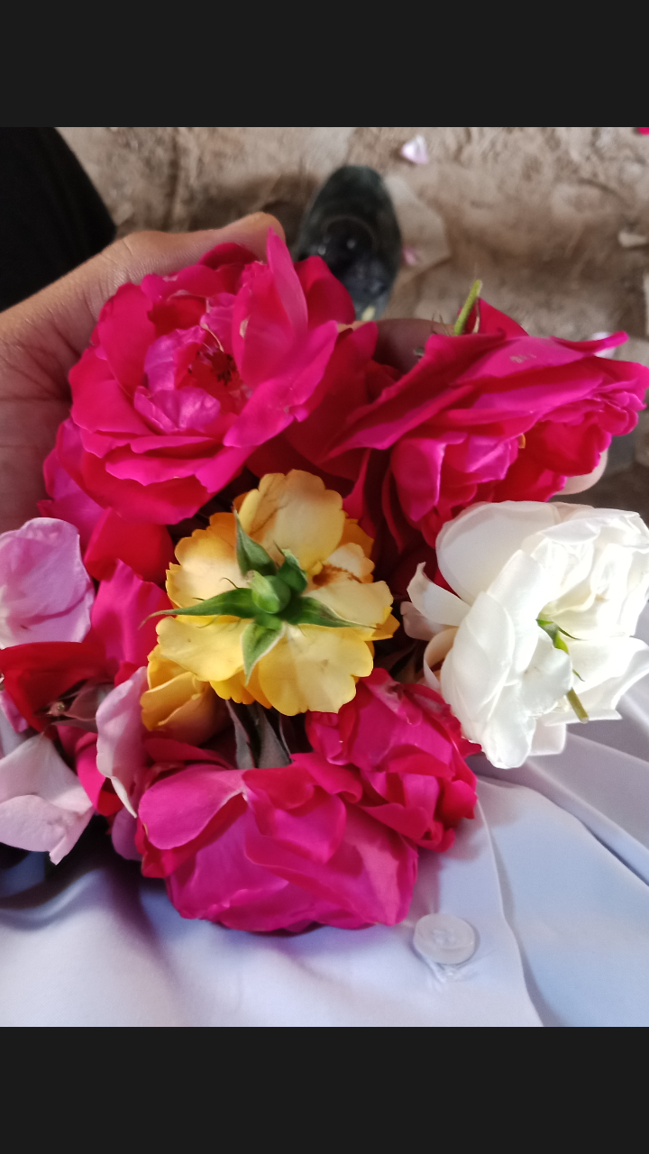 Rose flower is very good