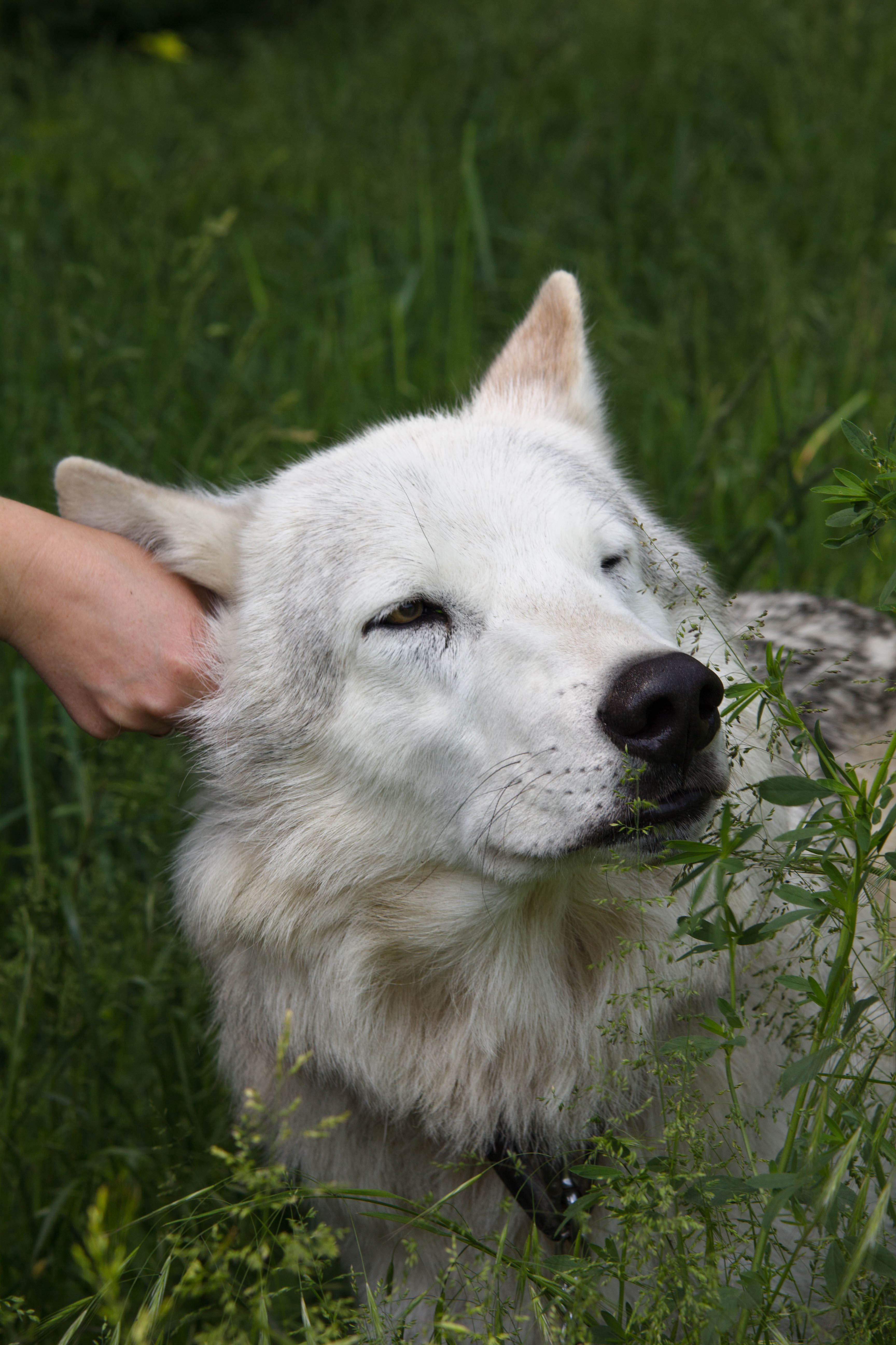 Amarok_4 (1 von 1).jpg