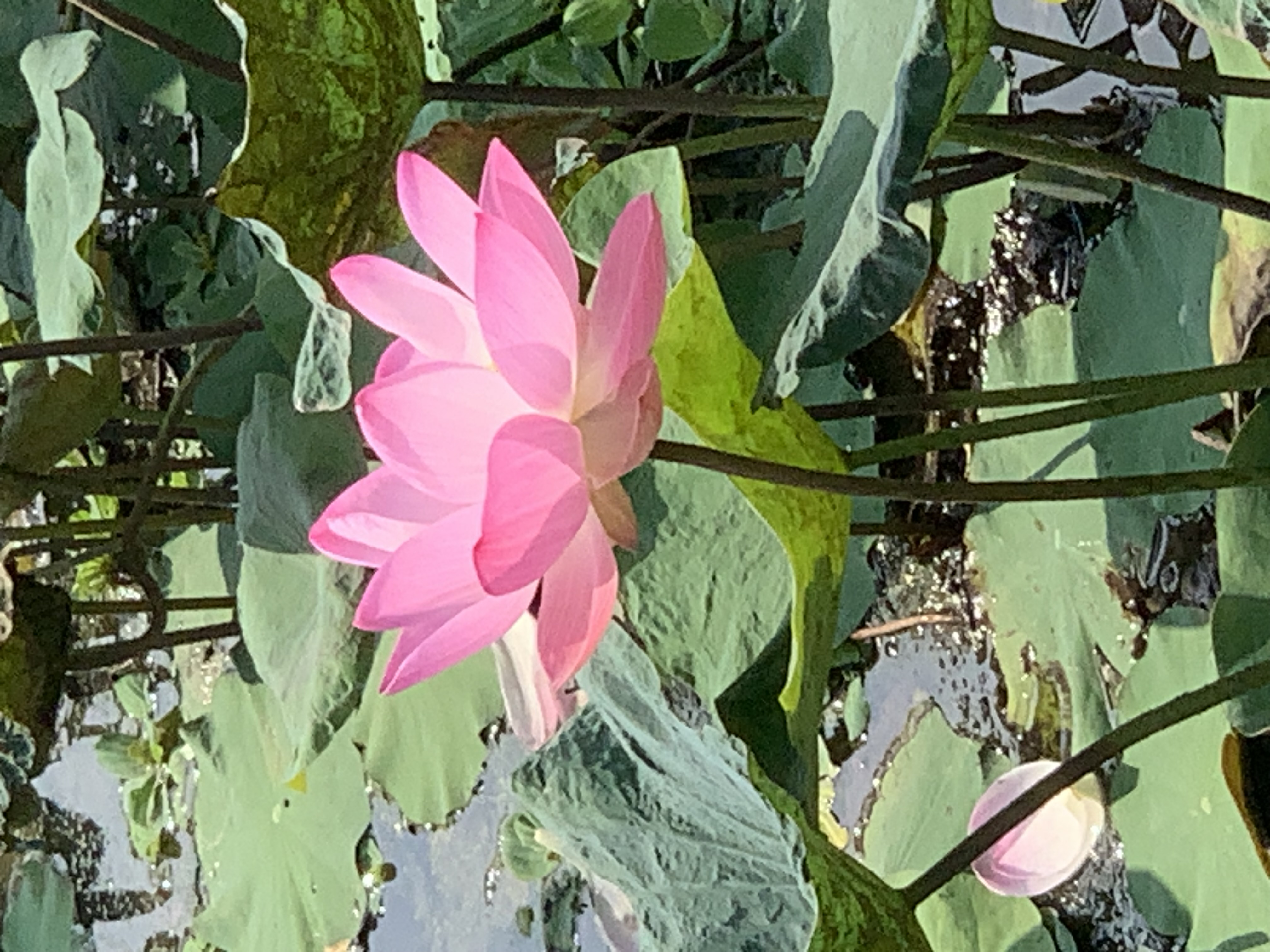 Lotus Pond2.jpg