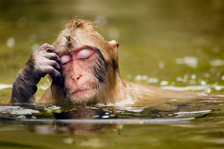 pMonkey-Dreams.jpg