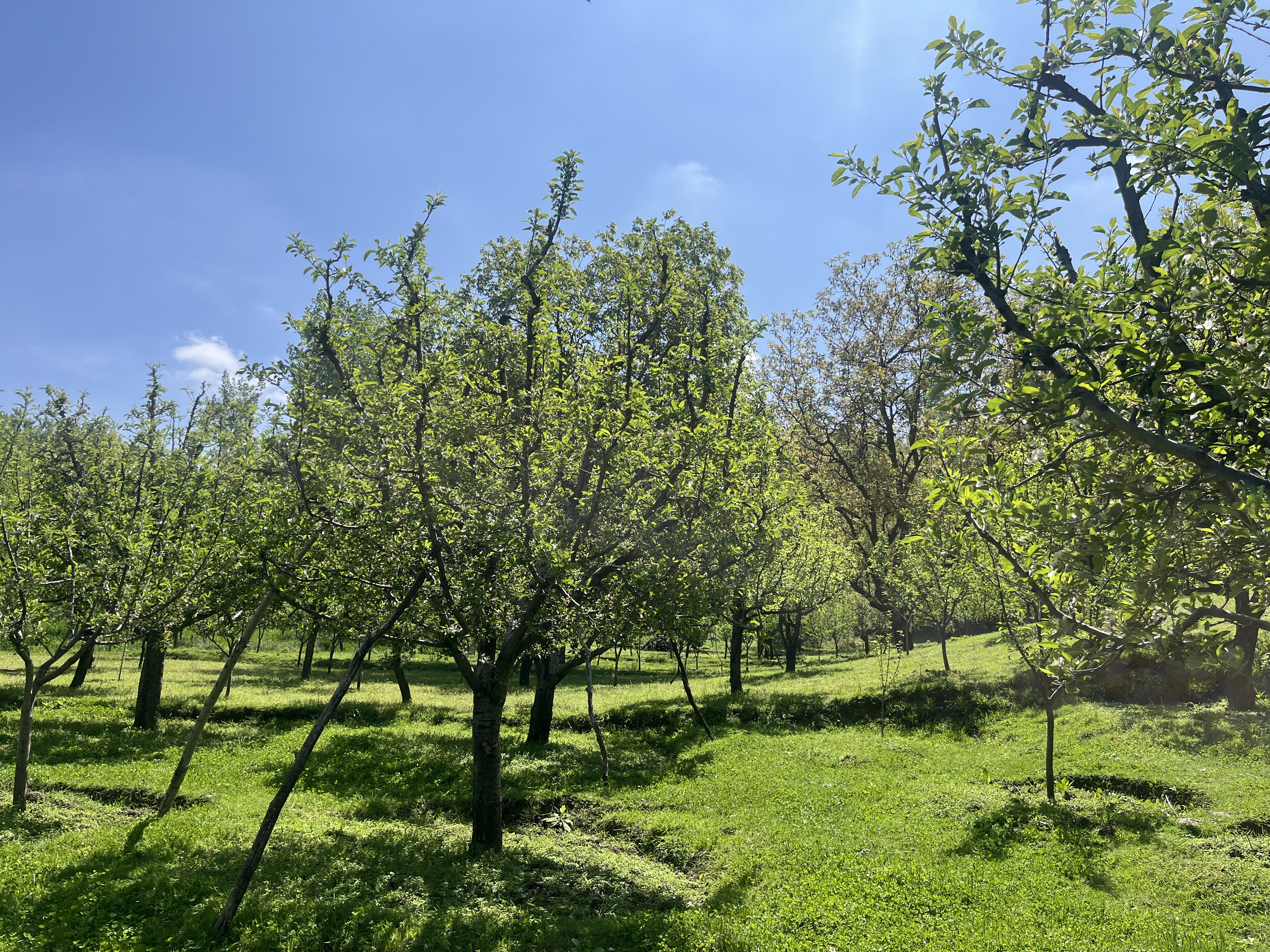 IMG_8698.jpeg