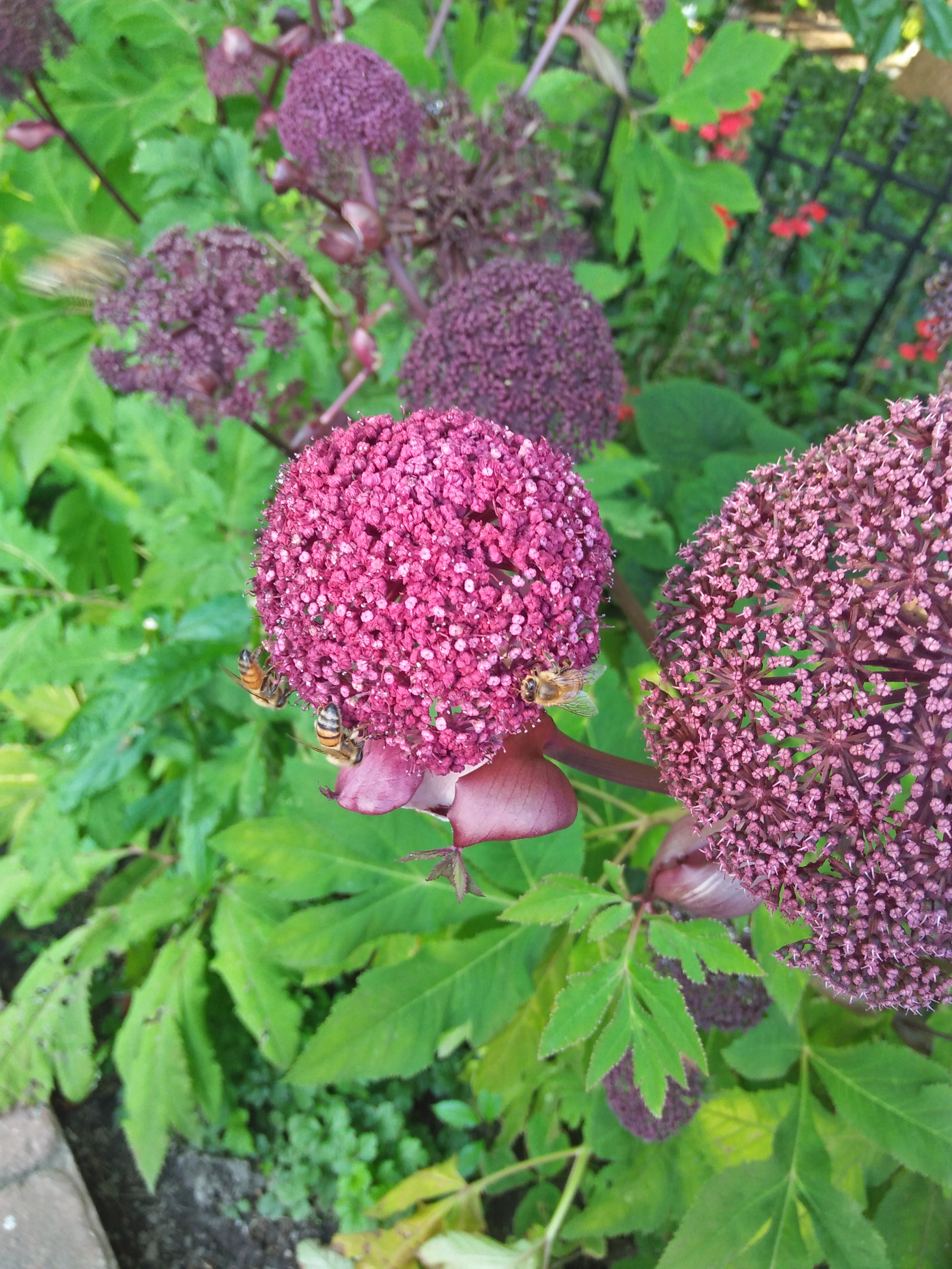 IMG20190915180119.jpg