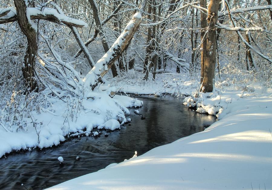 soft-snowy-woods-donna-caplinger.jpg