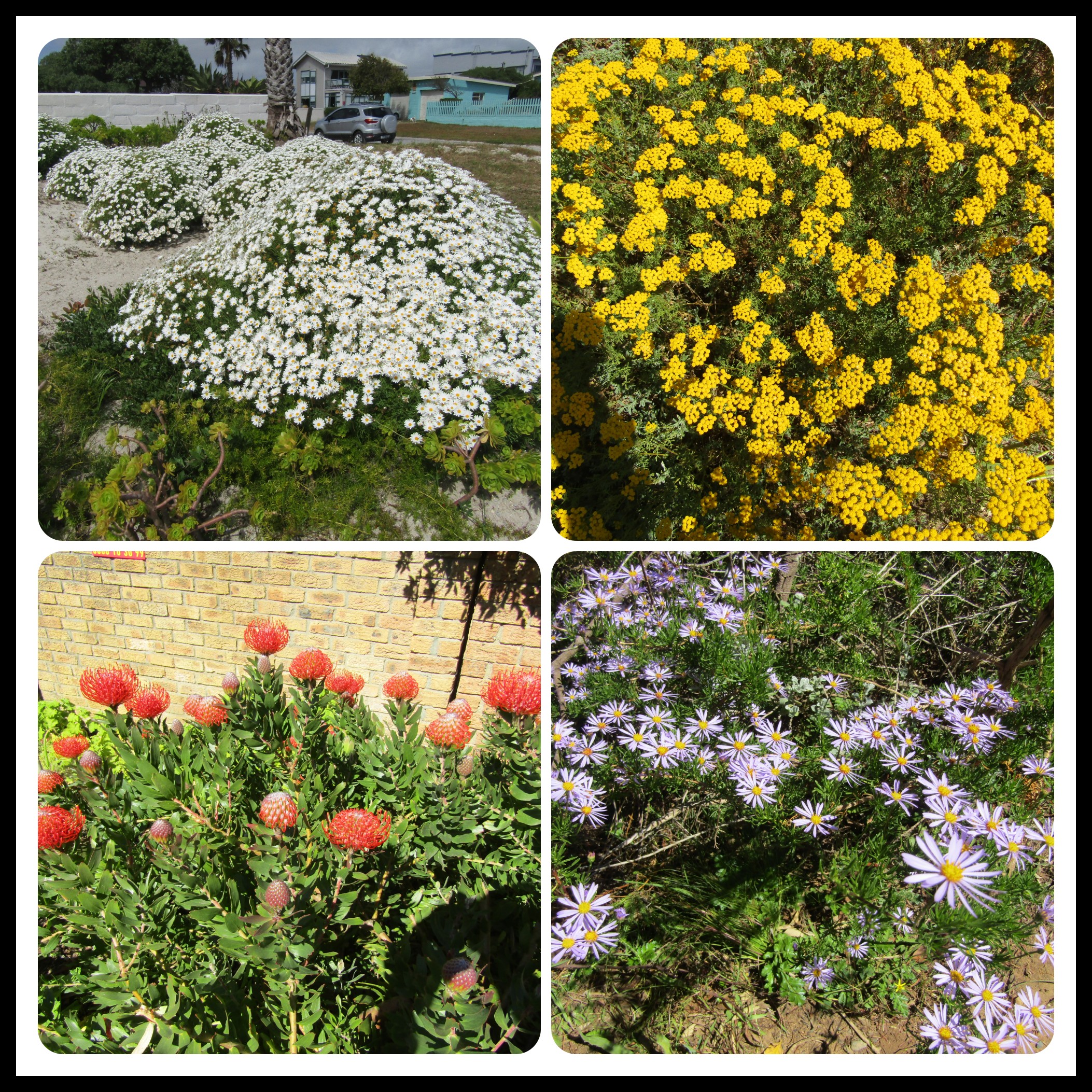 spring flowers 1.jpg