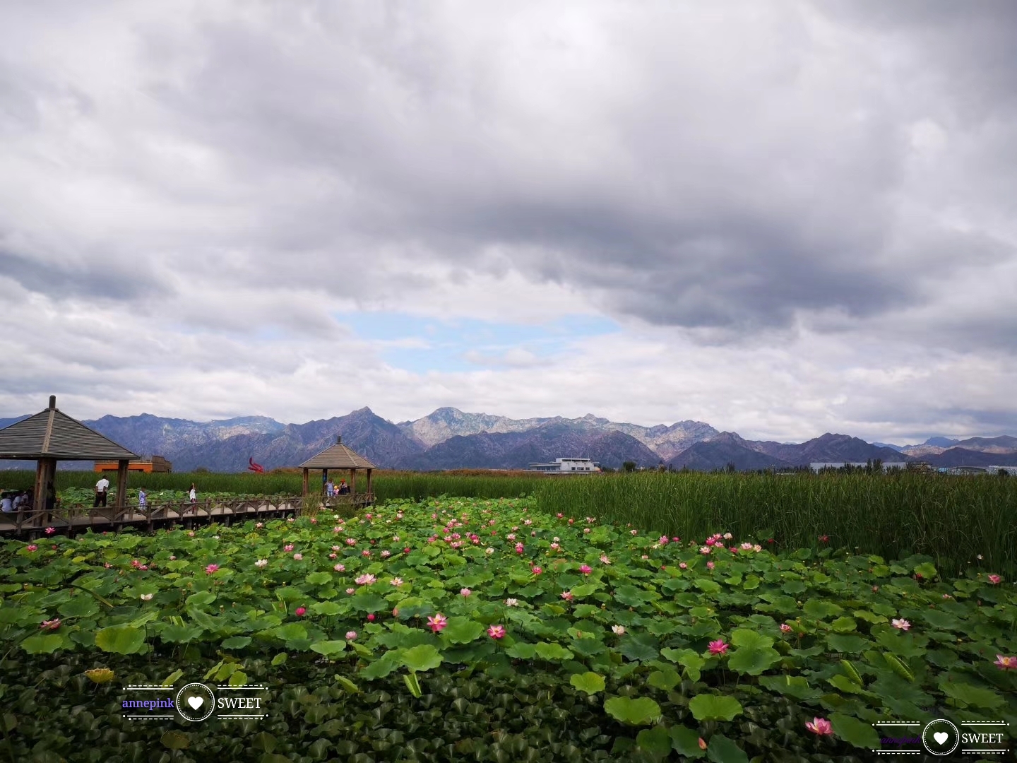 annepink作业汇报💁 新手学堂作业#62