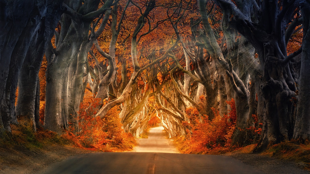 the-dark-hedges-4094148_1280.jpg