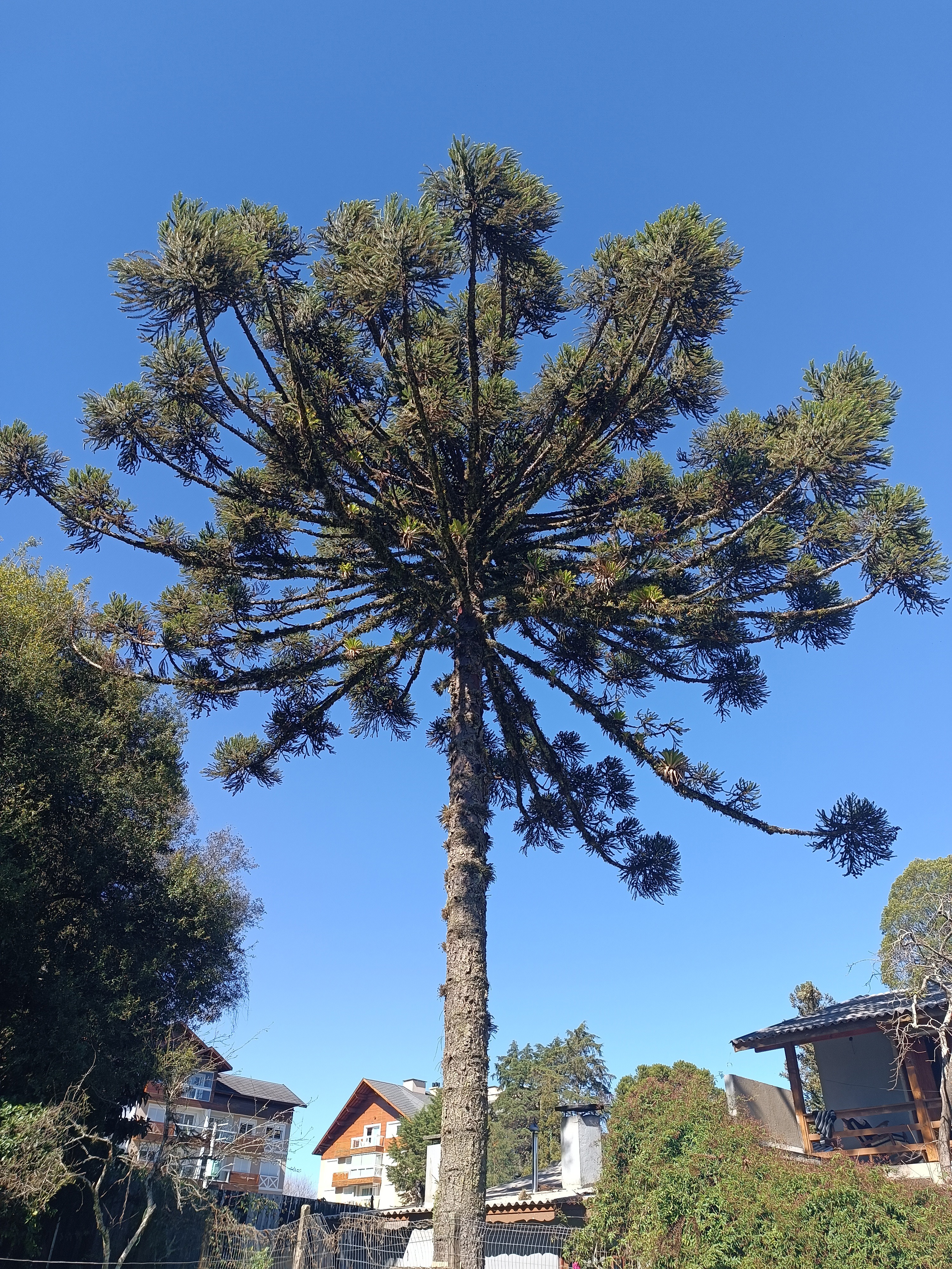 No Sul do Brasil, a Araucária reina absoluta.
No Sul do Brasil, a Araucária reina absoluta.
Árvore mais alta da região, produz o pinhão, que alimenta tanto a população local como animais como a gralha-azul, papagaios, caturritas, cutias, pacas e quatis.
Aufnahme-Infos
- Aufgenommen: 25.07.2026 12:54
- Kamera: Xiaomi 2303ERA42L
- Brennweite: 5.9 mm
- Belichtung: f/1.9 · 1/194 s · ISO 50
- Auflösung: 3000 × 4000
- Blitz: Aus
Ungefährer Standort, Umkreis 5 km
Karte: © OpenStreetMap-Mitwirkende
Mehr Fotos und Details auf welako.app ansehen
Geteilt über Welako — WelSnap
![