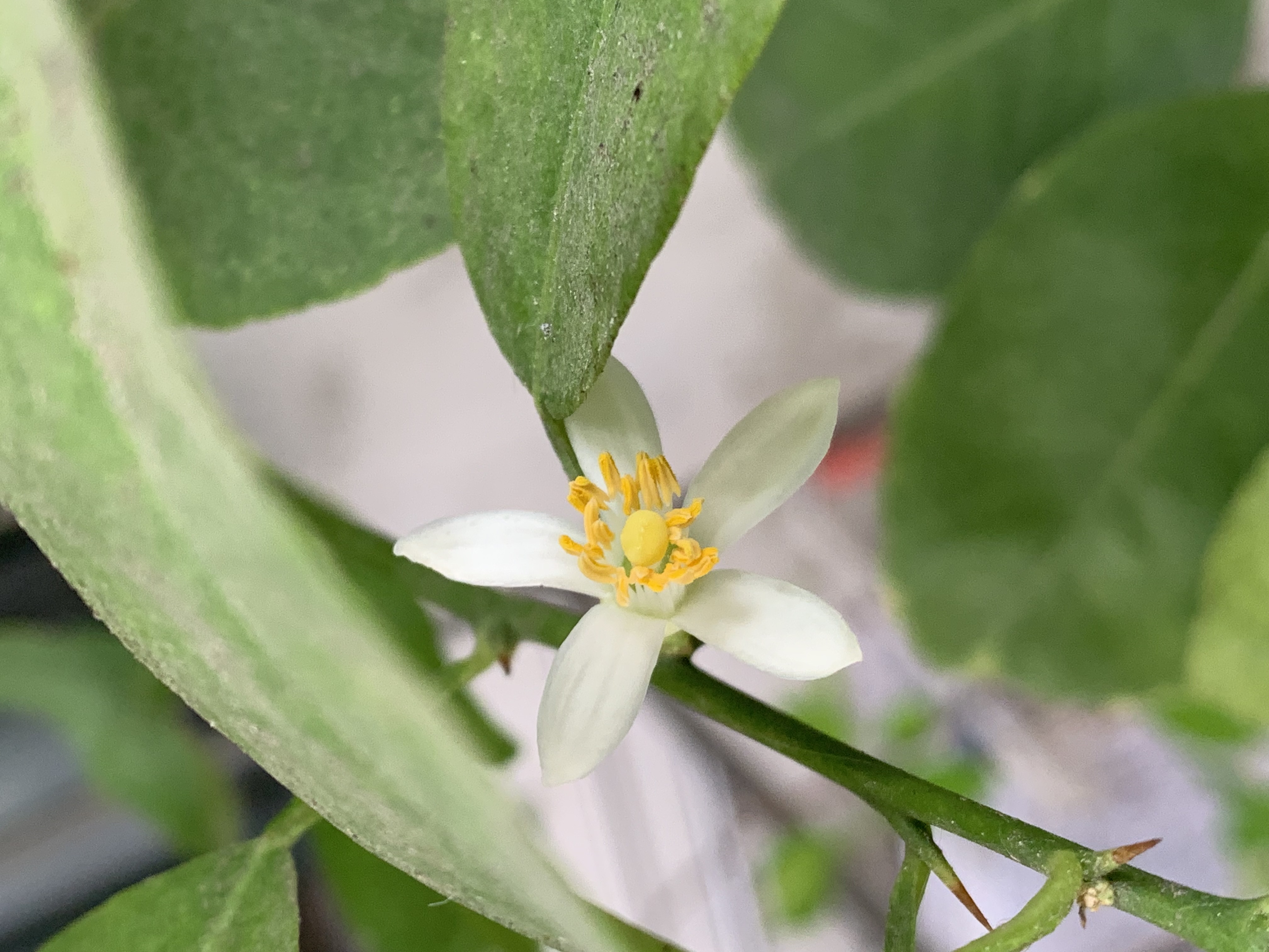 my little garden4.jpg