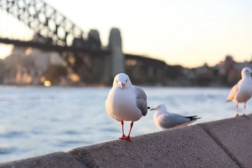 bird-7886820__340.webp