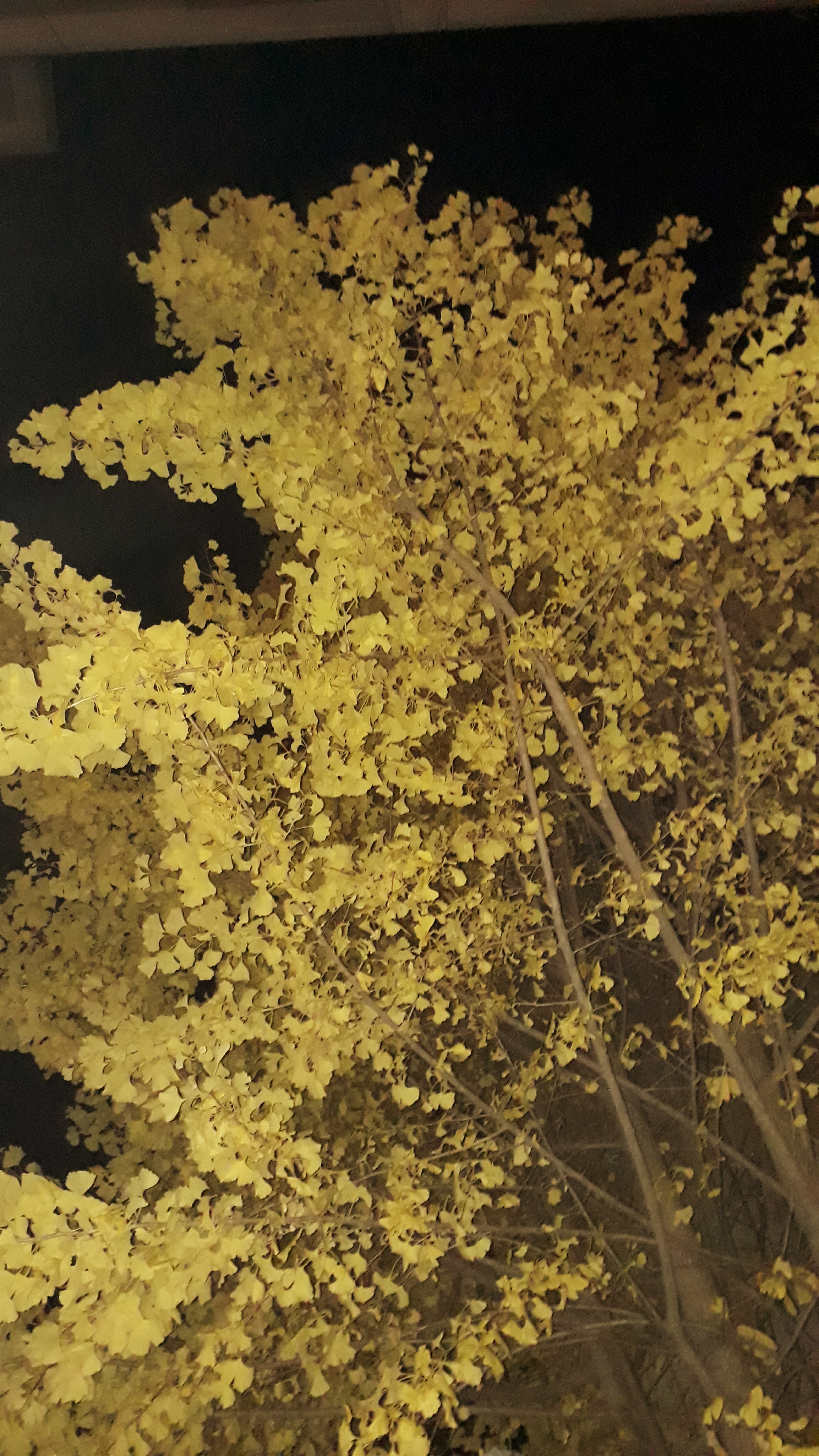 20181106_212529.jpg