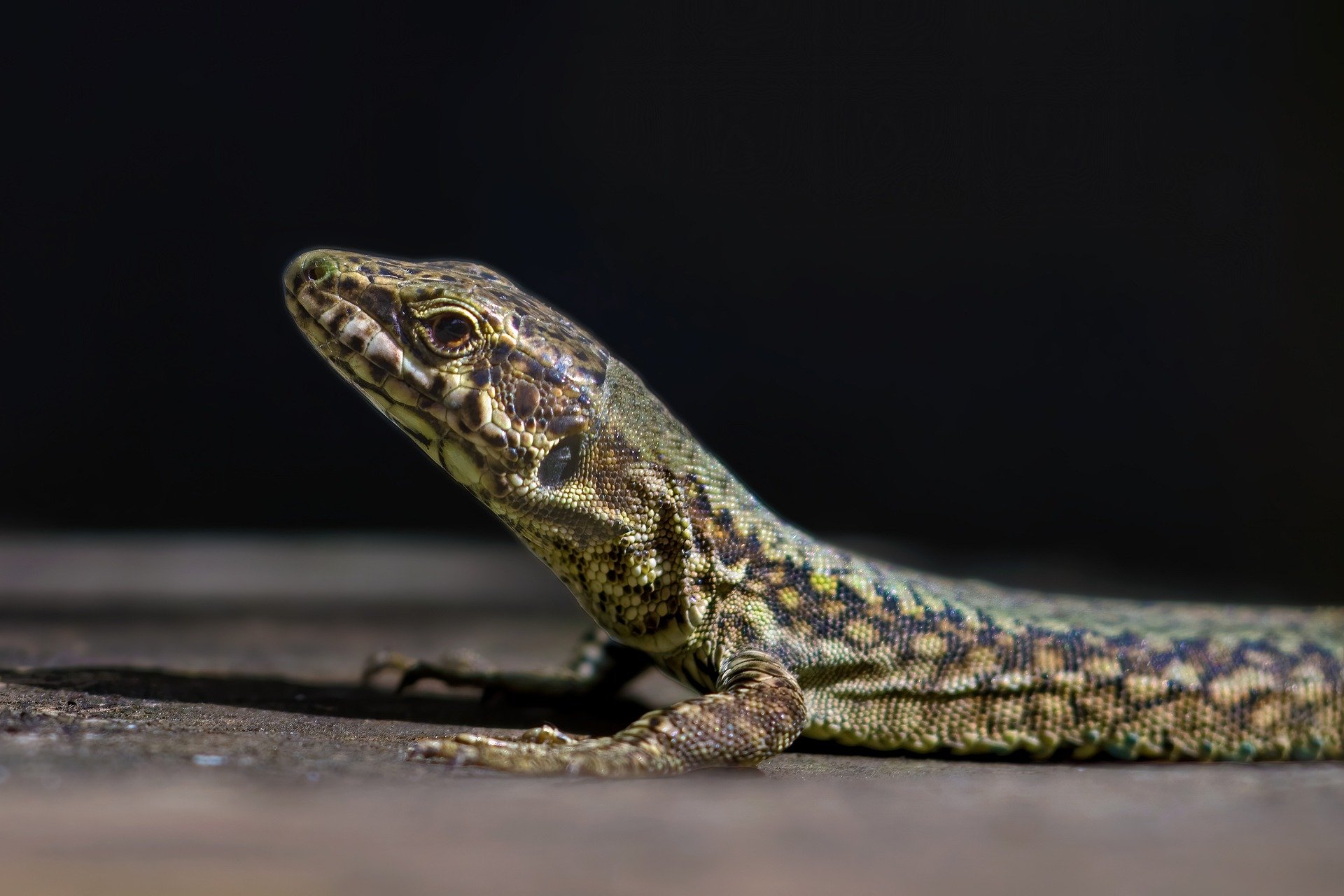lizard-7794640_1920.jpg