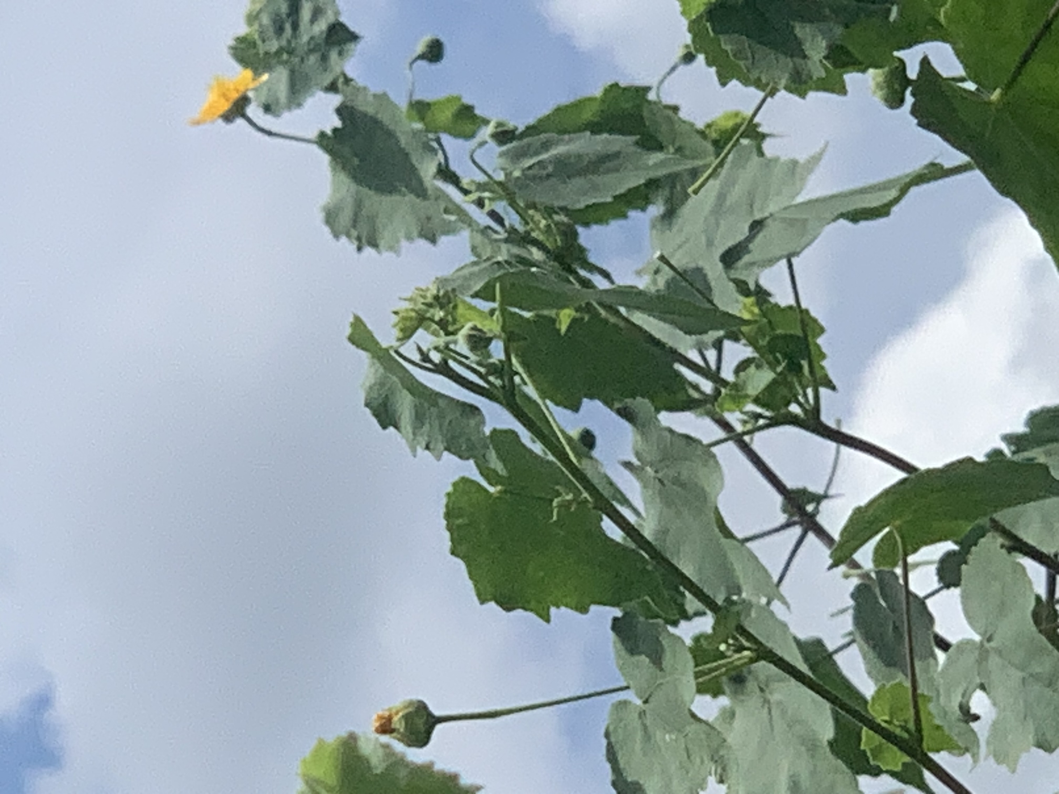nature603.jpg