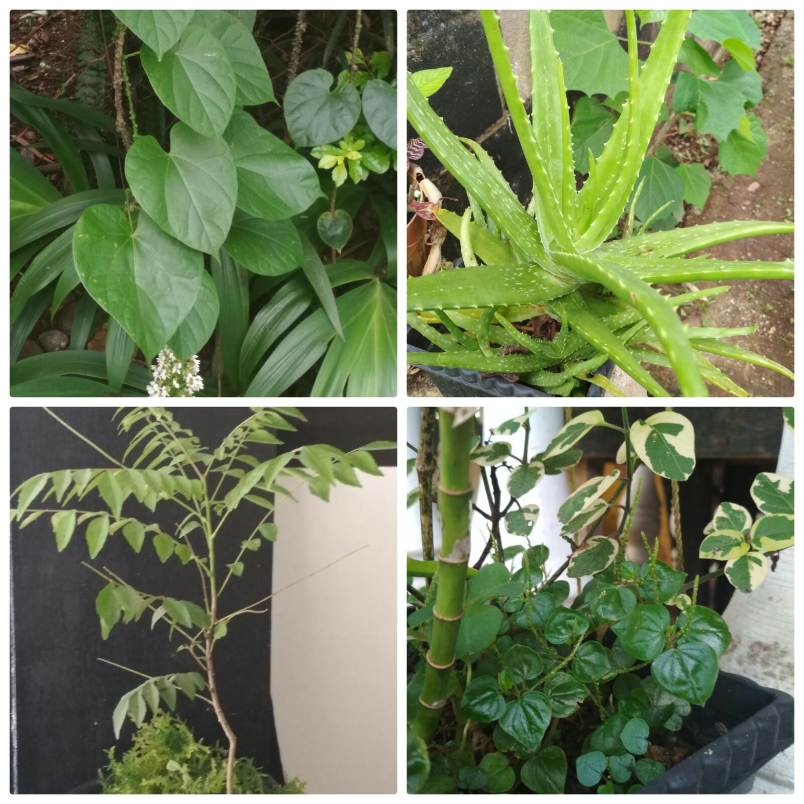 herbs.jpg