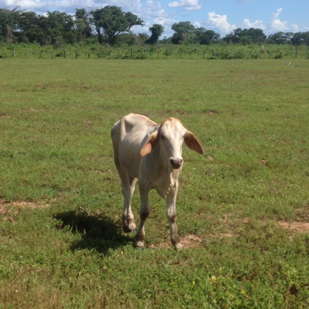 IMG-20181215-WA0012 (1).jpg