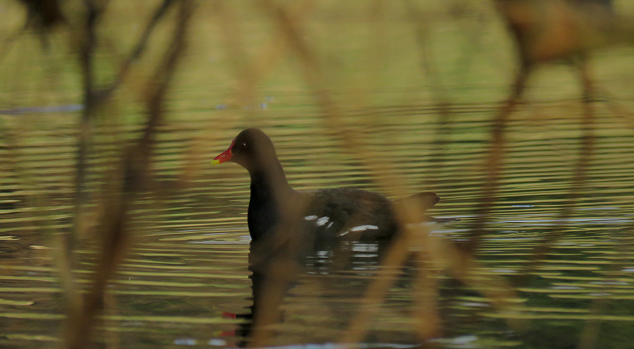 IMG_9818 malo.jpg