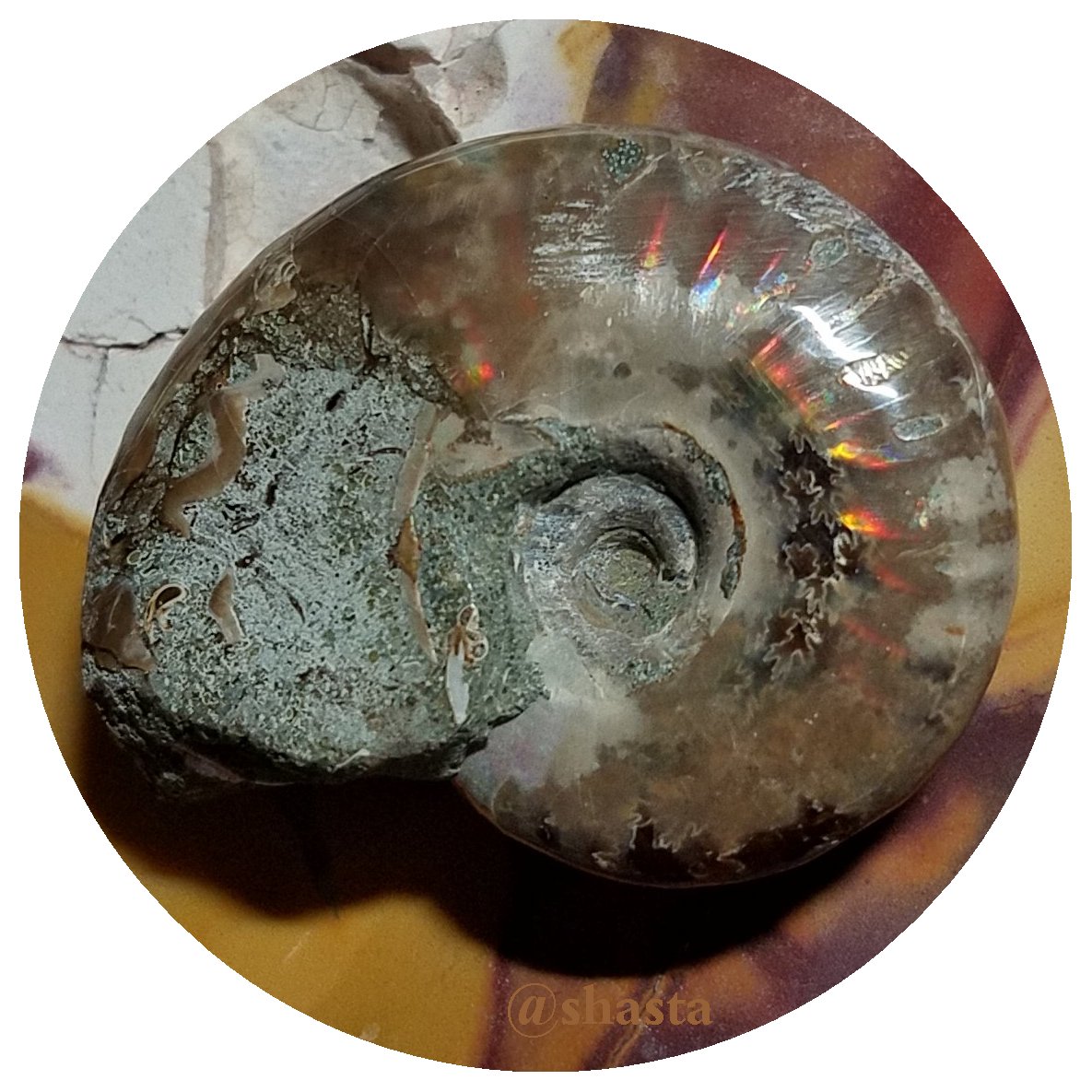 shasta2019jan4th47ammonitefossils13io.jpg