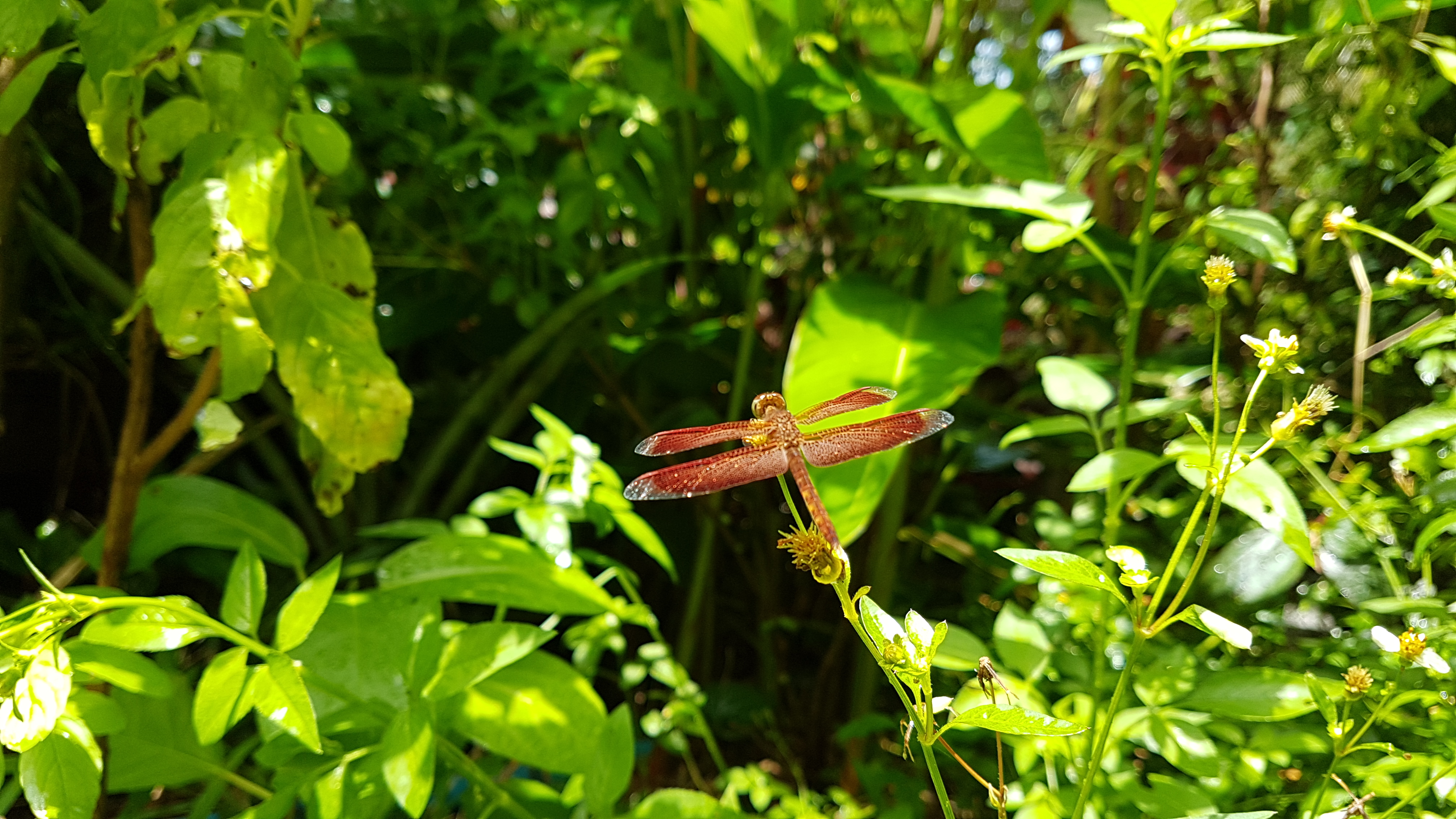 20180803_111950.jpg