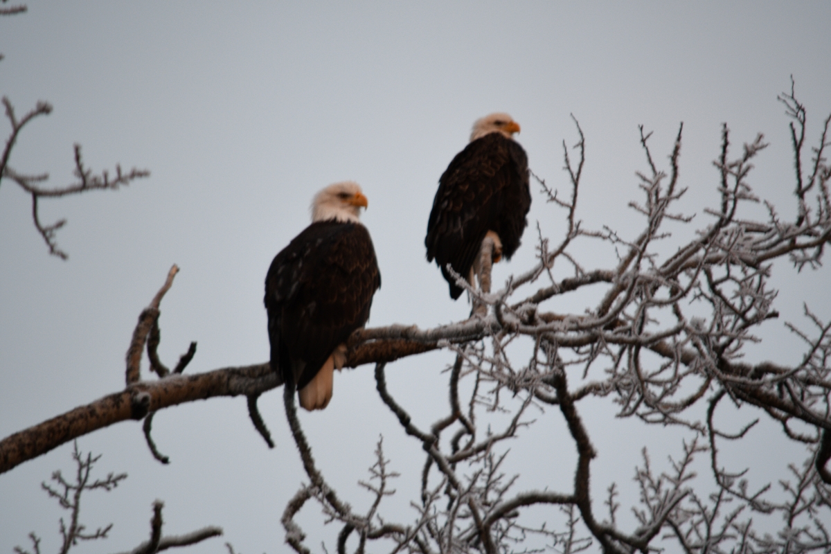 004 1-9-19 waiting on sunset.jpg